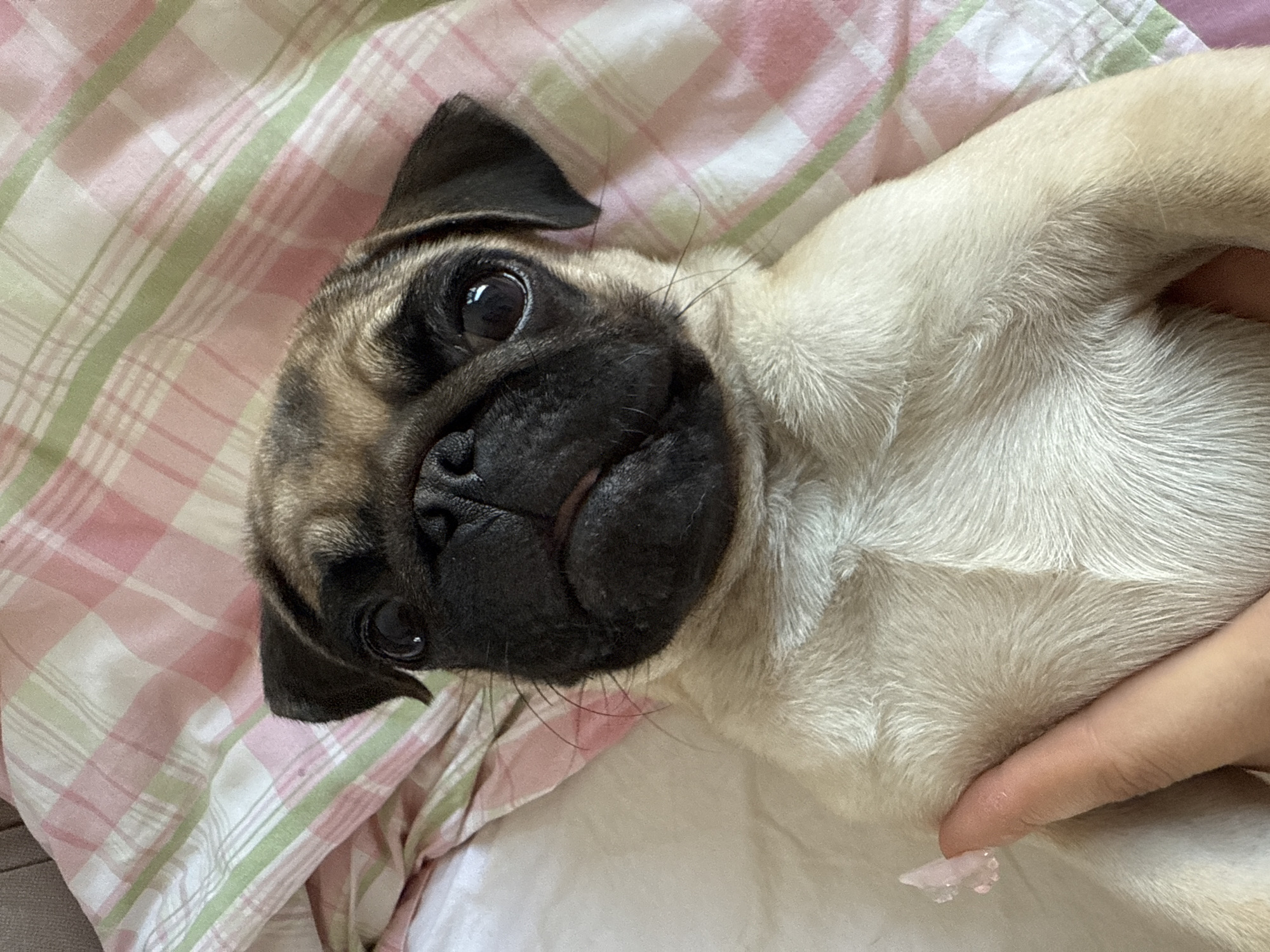 A pug puppy is lying on its back on a pink and white checkered blanket. The puppy has a fawn-colored coat and a black face. Its eyes are wide and dark, and its tongue is slightly visible. A human hand is gently holding the puppy's side, and a small pink butterfly charm is visible on the hand. The background is out of focus, but it appears to be a bed or couch.