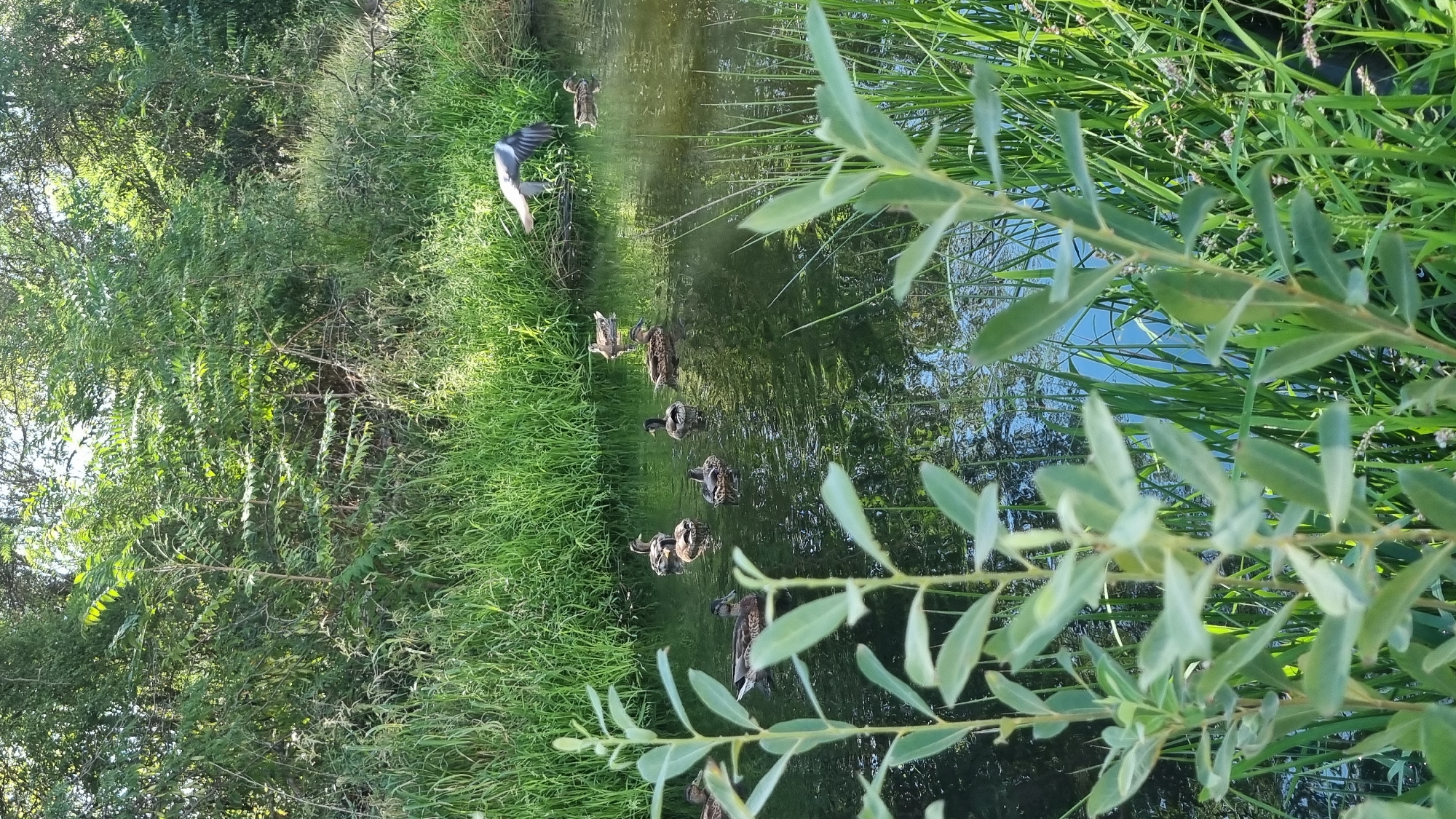 This image captures a serene natural scene in Berehove, Ukraine, showcasing a tranquil waterway teeming with life amidst lush greenery. In the foreground, the soft focus of emerging green foliage frames the composition, with delicate leaves reaching towards the viewer. Beyond this verdant curtain, a calm body of water reflects the surrounding natural beauty.
The water is populated by a flock of mallard ducks, their sleek forms gliding gracefully across the surface. Some ducks are clustered together, while others are more spread out, each creating gentle ripples as they move. In the background, a bird, possibly a pigeon or a dove, is captured mid-flight, its wings outstretched as it soars above the water, adding a dynamic element to the peaceful tableau.
The banks of the waterway are adorned with dense, tall green grasses that create a vibrant contrast against the dark water. Behind the grasses, a thick wall of trees and bushes forms a natural backdrop, their leaves catching the sunlight and creating a dappled effect. The overall impression is one of a thriving natural habitat, undisturbed and picturesque. The image is captured during daylight hours, with the sun illuminating the scene and highlighting the various shades of green.