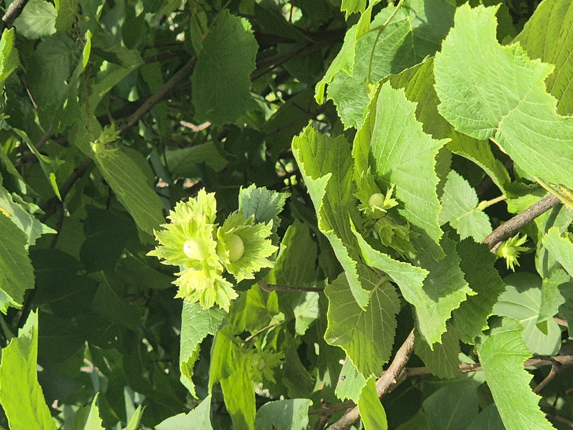 The image displays a close-up view of a hazelnut tree in Sozonivka, Ukraine. The primary subjects are the green leaves and developing hazelnuts of the tree. The leaves are varied in size and shape, with serrated edges and prominent veins, and they are illuminated by what appears to be bright daylight, casting shadows and highlighting textures. In the center and on the left side of the frame, clusters of young, light green hazelnuts are visible, still enclosed in their leafy husks. Some of these husks are unfurling, revealing the spherical nuts within. The overall setting is natural, with branches and dense foliage filling the frame, suggesting an outdoor environment, likely a garden or a natural woodland area. The lighting indicates a sunny day, possibly late morning or early afternoon. There is no visible text in the image. The scene evokes a sense of natural growth and the burgeoning of fruit.