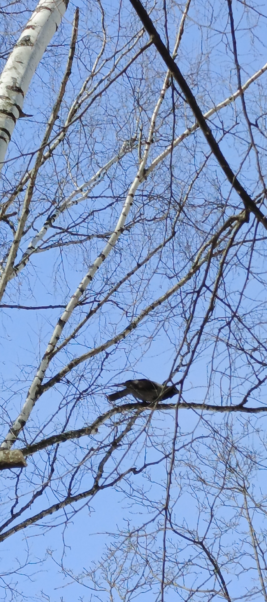 A bird sits on a bare tree branch in Chaikovsky, Russia. The tree has white bark with black markings, and the sky is bright blue. The trees are without leaves suggesting it's winter or early spring.