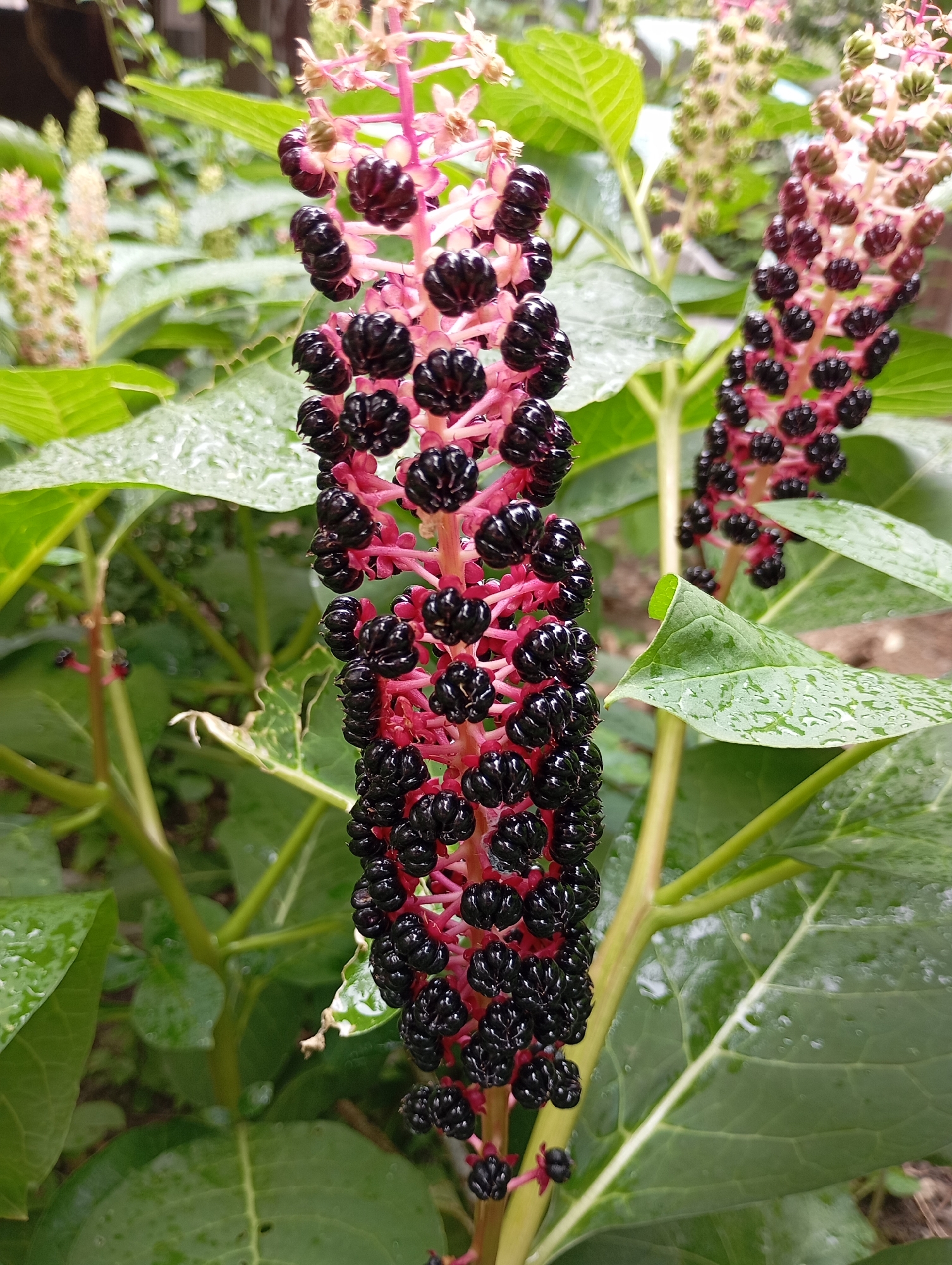 This is a close-up, eye-level shot of a pokeweed plant with a cluster of ripe, dark purple berries in the foreground. The berries are glossy and round, growing in thick bunches along a reddish-pink stem. The plant has large, green leaves, some of which are wet with raindrops. In the background, out of focus, another pokeweed stalk with developing green and pink flower buds can be seen, along with more greenery. The overall impression is of a lush, natural setting, likely outdoors. The image appears to be taken in a garden or wild area. The specific location within "Unknown, Unknown" cannot be determined from the visual information provided.