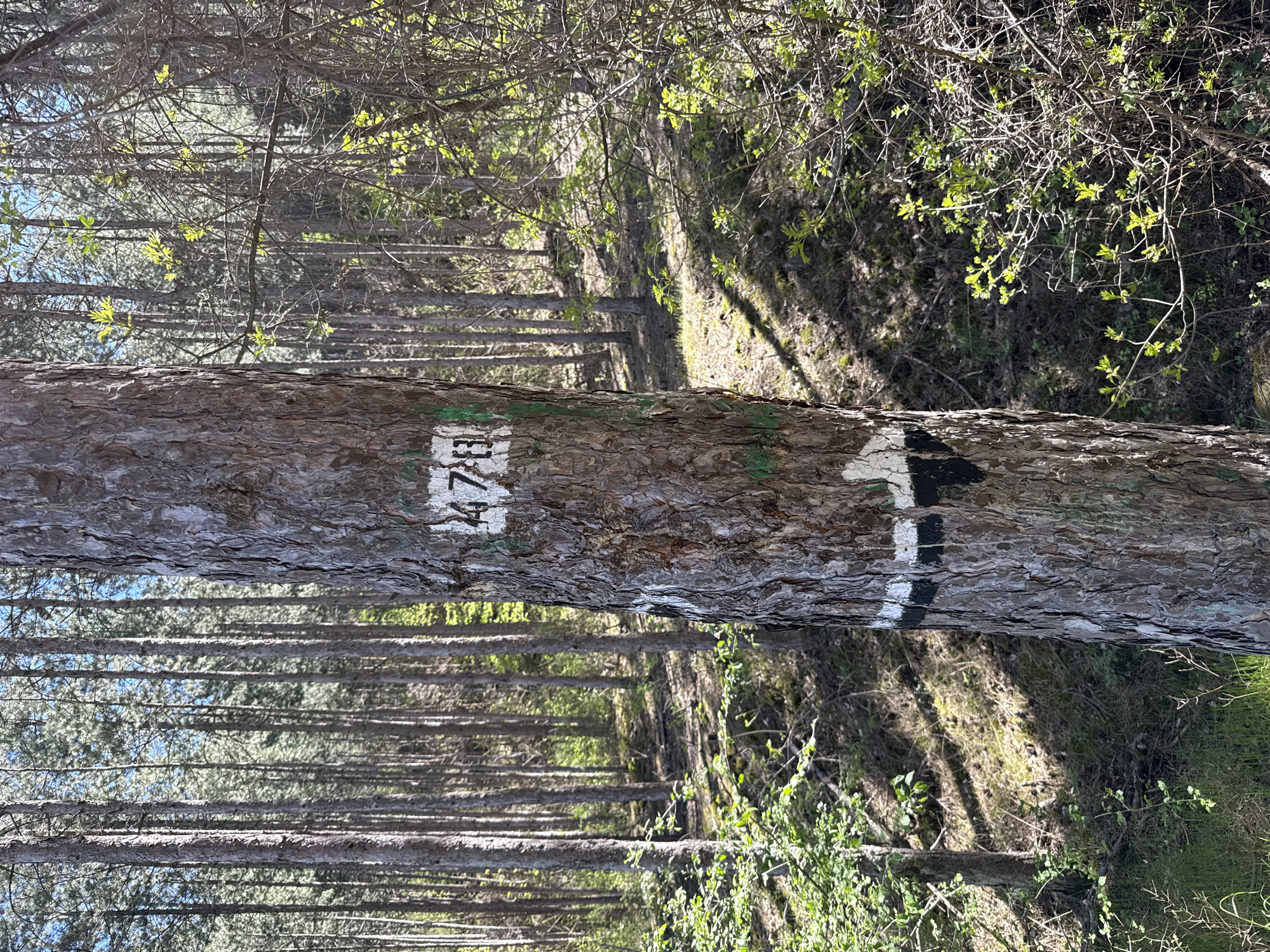 The image shows a forest scene, likely in a natural area. A fallen tree trunk is in the foreground, with white painted markings: "478" and a directional arrow. A dense forest of trees is visible in the background, with early spring foliage. The location is near Boboshevo, Bulgaria. No people are visible. The fallen tree trunk is the central object. The action is the observation of the marked trail within the forest environment.