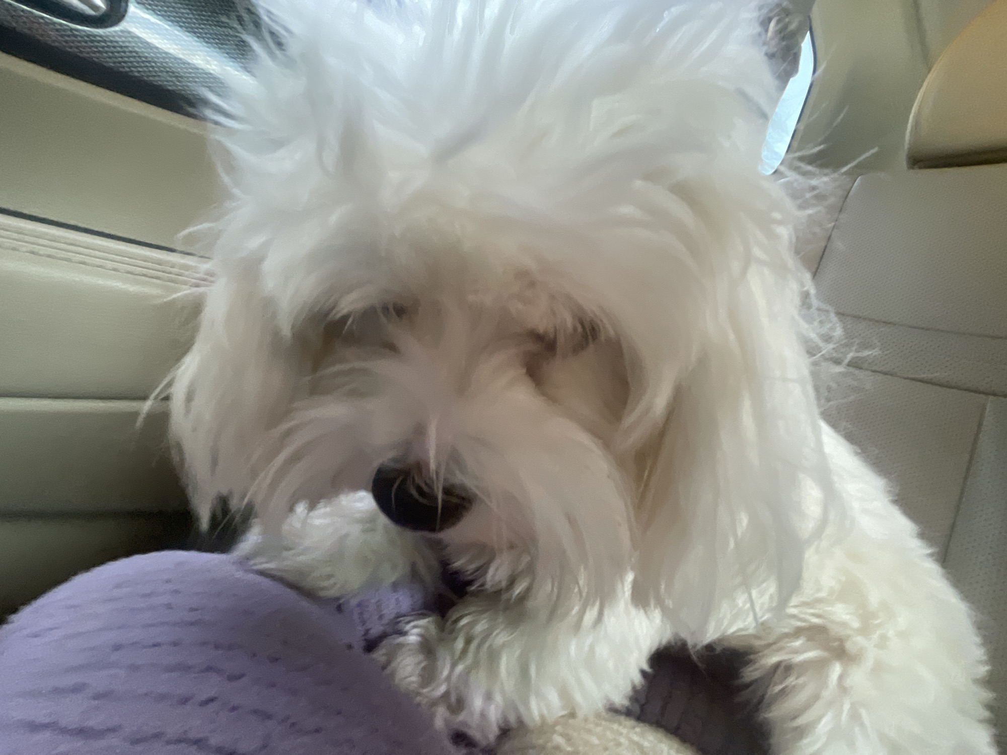 A white fluffy dog is sitting in the passenger seat of a car. The dog has its head down and appears to be sleeping or resting. The interior of the car is visible, including the beige leather seat and a portion of the dashboard. The dog is wearing a purple blanket. The location is Godijelji, Montenegro.