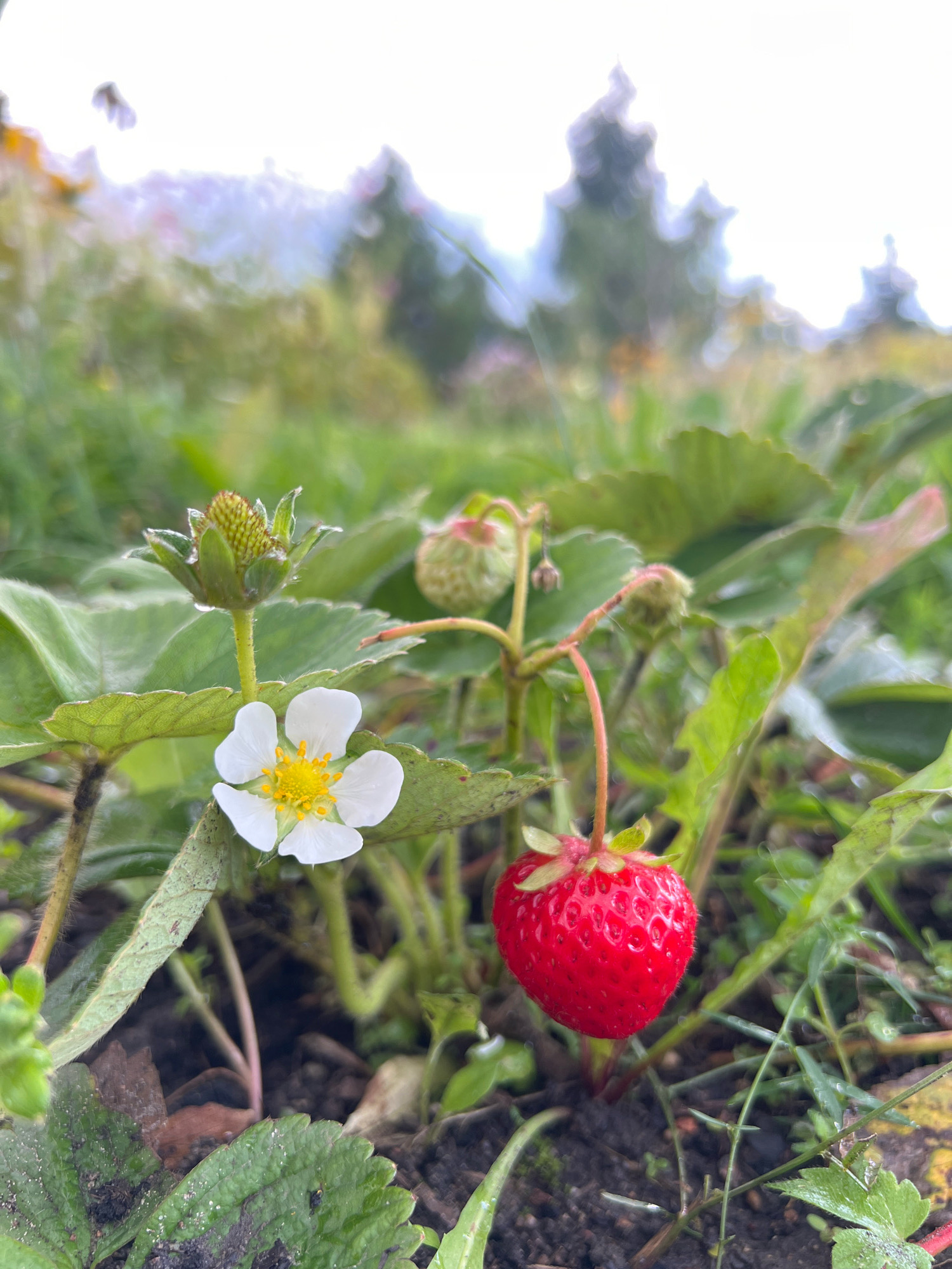 A close-up, low-angle shot captures a single ripe strawberry hanging from its stem in a garden setting. The strawberry is bright red, with its seeds clearly visible on its surface. Beside it, a delicate white strawberry flower with a yellow center is in full bloom. Behind these, an immature green strawberry and a developing bud are visible. The foreground consists of dark soil and green leaves, some of which are speckled with dirt. The background is blurred, showing green foliage and a hazy, light-colored sky. The image appears to be taken outdoors, possibly in a garden in Fasty, Poland, given the context. There are no people or animals visible in the frame.