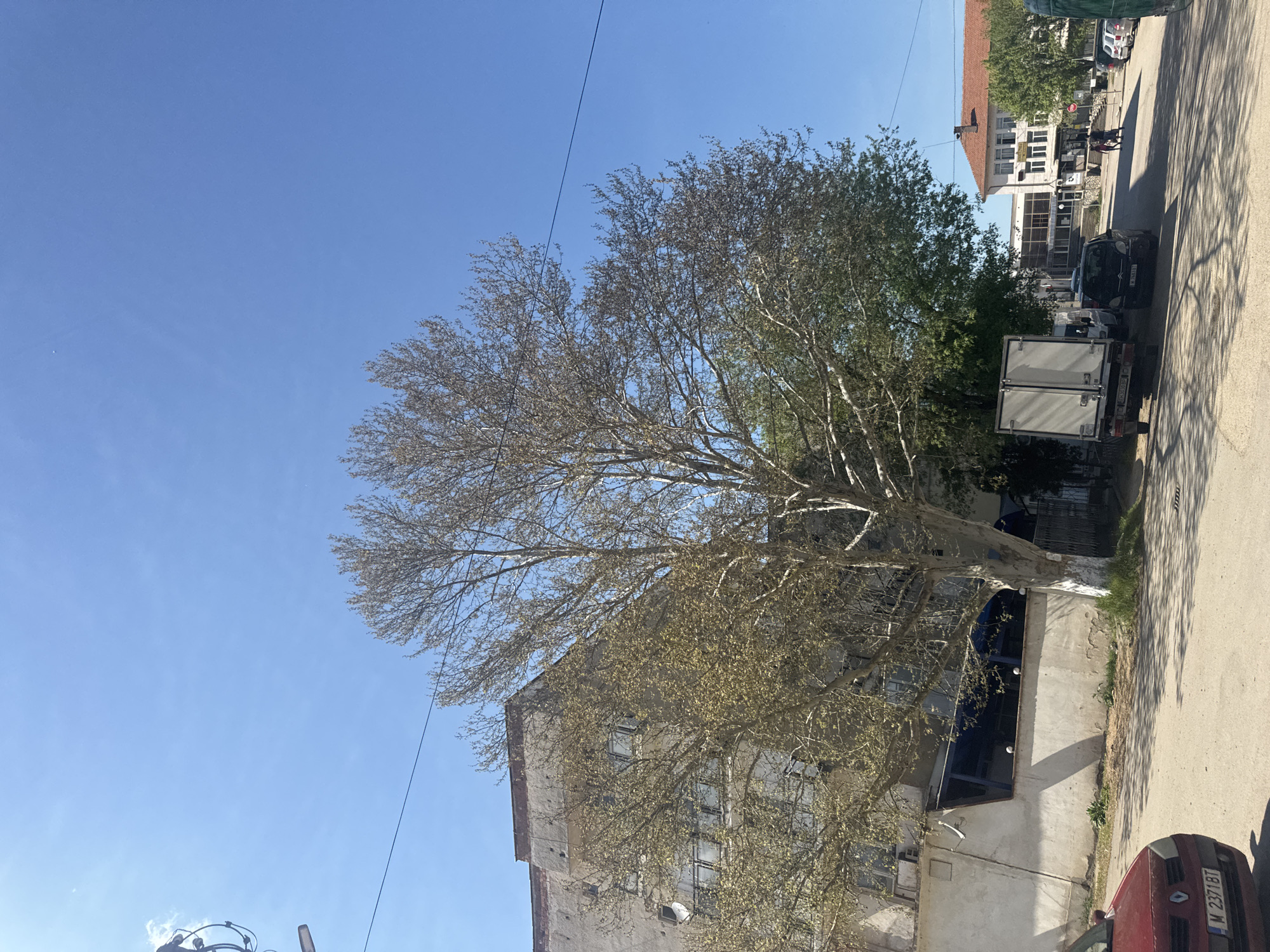 The image depicts a street scene in Lehchevo, Bulgaria. A large tree with sparse foliage dominates the left-center of the frame, partially obscuring a weathered, multi-story building. The building is constructed of light-colored material, possibly concrete, with multiple windows and signs of wear and tear. To the right of the tree and building, a paved street runs along the edge of the frame. Vehicles, including a white van and a red car (partial view with license plate M 2371 BT), are parked along the street. In the background, there is another building with a red-tiled roof, and people are visible walking along the street. Overhead, a clear blue sky provides the backdrop. Power lines are also visible in the sky.