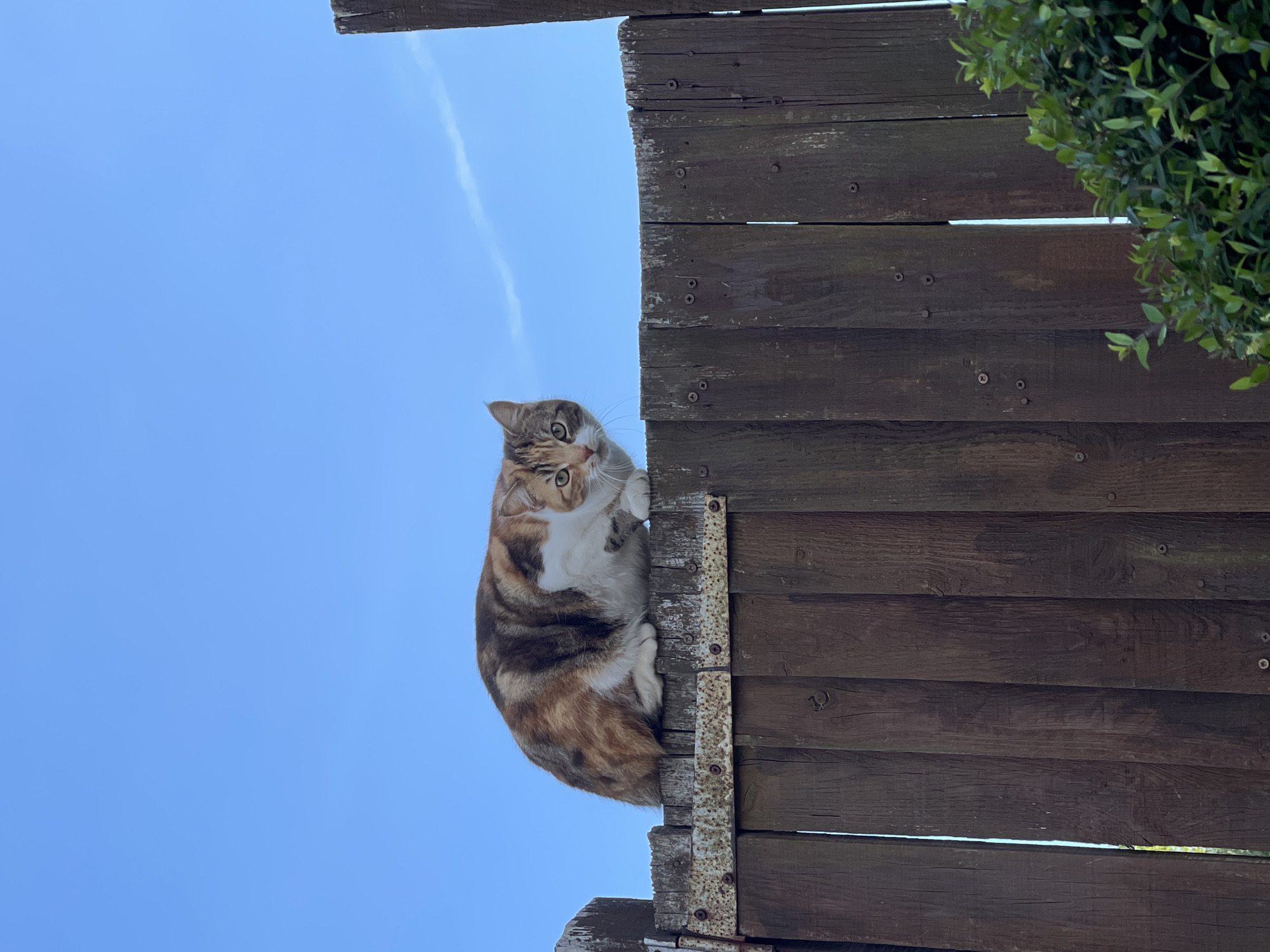 A low-angle shot depicts a calico cat perched atop a weathered wooden structure, possibly a fence or shed roof, against a bright blue sky. The cat is primarily brown, white, and orange, with its gaze directed towards the viewer. The wooden structure is composed of horizontal planks, secured by visible screws, and shows signs of age and weathering. Green foliage is visible near the upper right corner of the structure, suggesting the presence of nearby vegetation. The location is presumed to be Maidstone, United Kingdom, based on provided information.
