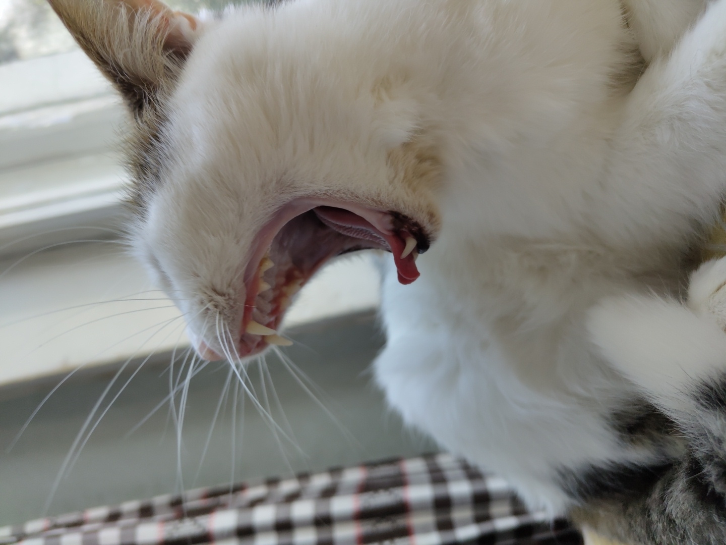 A close-up, profile shot captures a white cat in mid-yawn. The cat's mouth is wide open, revealing sharp teeth and a pink tongue curled upwards. Its whiskers are spread out, and its eyes are closed. The cat's fur is predominantly white with some gray tabby markings visible on its back and tail. A checkered curtain with brown and white squares is partially visible in the background on the left side, and a blurred, bright window is to the right. The lighting suggests an indoor setting, possibly near a window.