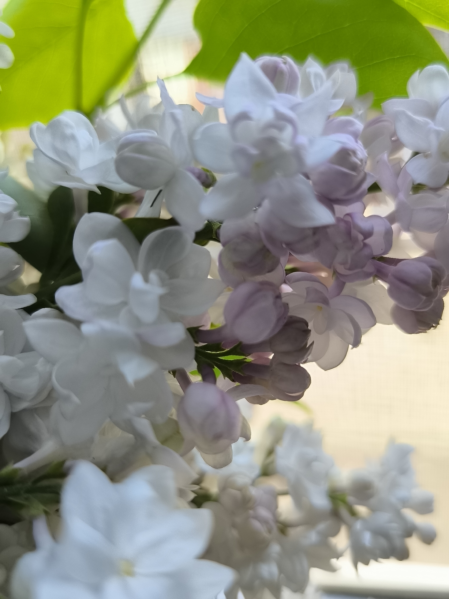 The image shows a close-up of a bouquet of lilacs, predominantly white and light purple. Green leaves are visible in the background, suggesting the lilacs are freshly cut. The blurred background hints at an interior setting, possibly near a window, based on the natural lighting. No people or identifiable landmarks are present, so a location within Unknown, Unknown cannot be determined. The focus is entirely on the floral arrangement.