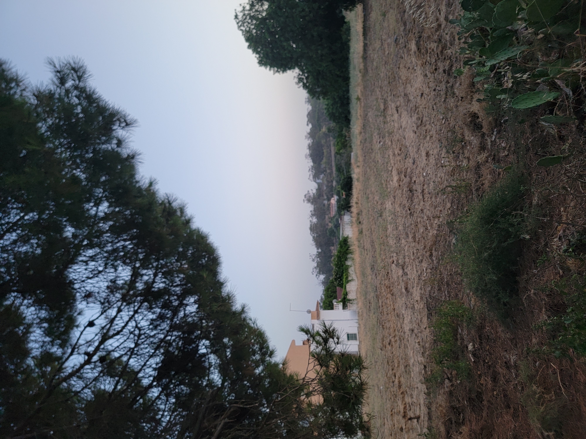 The image captures a rural landscape in Quarteira, Portugal, likely during the late afternoon or early evening. In the foreground, a dry, sparsely vegetated field dominates the lower half of the frame. The ground is covered in brown, dry grass and soil, with patches of low-lying green bushes and some prickly pear cacti on the right side. A large pine tree branches into the upper left corner, its dark green needles creating a stark contrast with the pale blue sky.
In the mid-ground, a white building with an orange roof is visible, featuring a balcony and an antenna. This structure appears to be a residential building. Beyond the building, a line of trees and vegetation stretches across the horizon, with hints of other structures nestled within the landscape. The overall impression is one of quiet, open space on the outskirts of a town. There are no people or animals visible in the image.