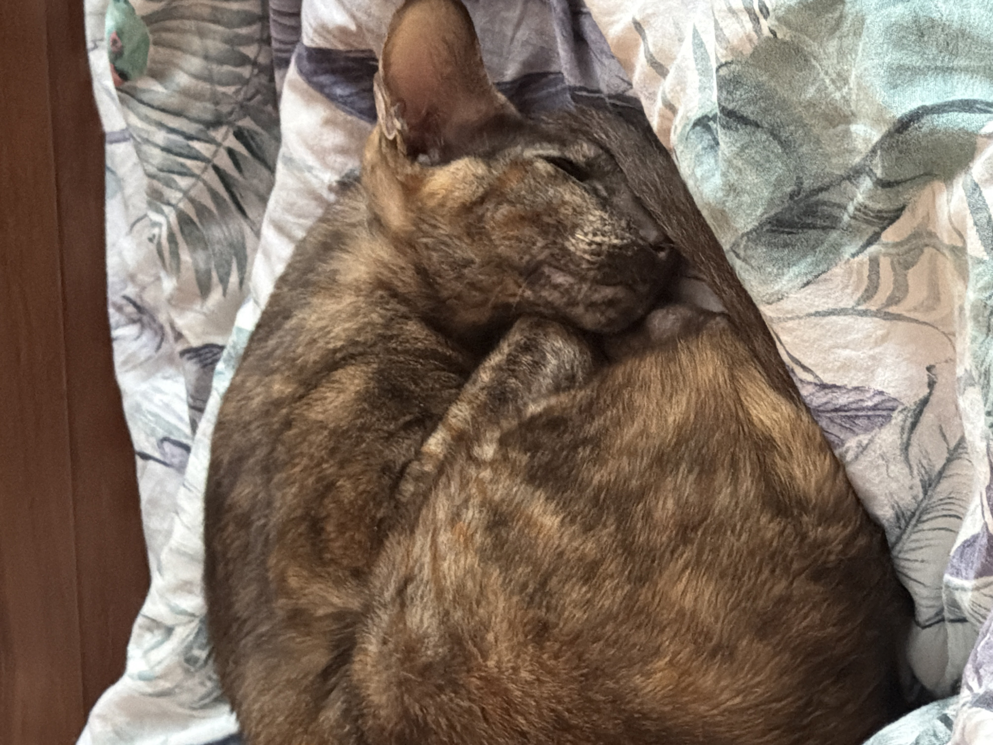 A tortoiseshell or tabby cat, with a coat featuring shades of brown, tan, and dark brown, is captured in a close-up, curled up and sleeping deeply. The cat's body forms a tight spiral, with its head tucked in, and one ear is visible. It appears peaceful and comfortable. The cat is nestled on a patterned fabric, likely a blanket or bed sheet, which has a light background adorned with large, stylized leaf or organic patterns in tones of light green, blue, purple, and grey. A vertical strip of a reddish-brown wooden surface is visible along the left edge of the frame, suggesting an indoor domestic setting. No specific time of day or weather can be discerned from the image. There is no visible text. The context provided for the location is Chaikovsky, Russia.