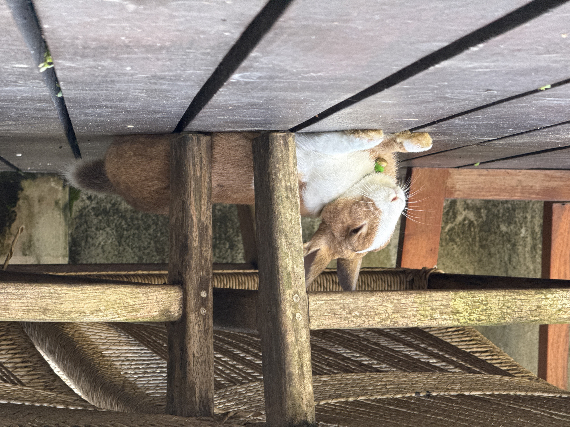 Underneath a slatted wooden deck in Buduk, Indonesia, a rabbit rests on a woven rattan chair. The rabbit has brown fur on its rear, blending into white fur towards its head. Its head is positioned downward, nose toward the rattan, with one paw extended. The environment shows signs of weathering on both the deck and chair.