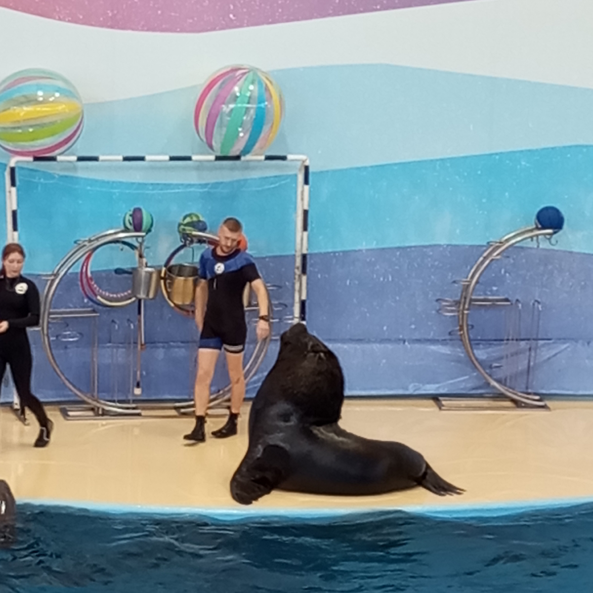 This image depicts a seal performance at the Sochi Discovery World Aquarium, located in Adler, Sochi, Russia. The scene features a large, dark-colored seal positioned on a wet, tan-colored platform that borders a blue pool of water. The seal is facing towards the right of the frame, with its head raised and mouth slightly open, appearing to be engaged with someone off-camera.
To the left of the seal, a man in a black and blue wetsuit stands, facing the seal and gesturing with his left hand. He has short, dark hair and a beard. To the far left, a woman, also in a black wetsuit, stands with her body angled away from the seal, looking towards the left. Her hair is reddish-brown.
In the background, a blue wall with a white, speckled pattern serves as the backdrop. Above the wall, there are horizontal bands of pink and light blue. A large goalpost structure with black and white markings is visible behind the performers. Two large, inflatable balls, one with stripes of yellow, green, blue, and pink, and another with pink, white, and green stripes, are positioned on top of the goalpost. Various metal apparatuses with rings and buckets are also present, seemingly part of the performance setup. The overall environment suggests an indoor arena designed for animal shows.