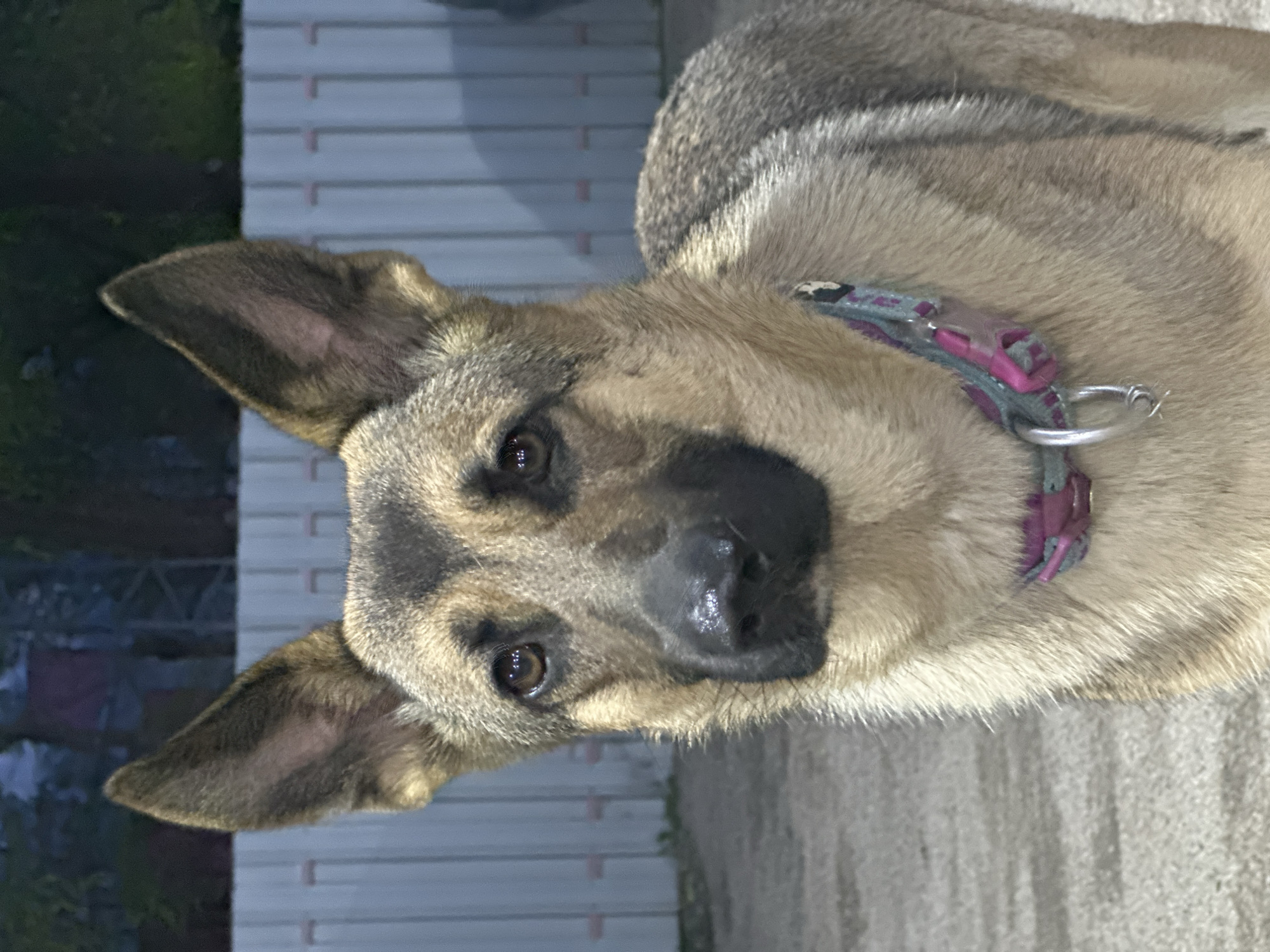 A close-up, angled photograph features a medium-sized dog with a black nose and pointed ears, possibly a German Shepherd mix, wearing a pink and grey collar. The dog's coat is a mix of light brown and grey. The background consists of a white wall with horizontal panels and green vegetation, suggesting an outdoor location. There's no specific evidence to conclude the location is Blagoveshchensk, Russia.