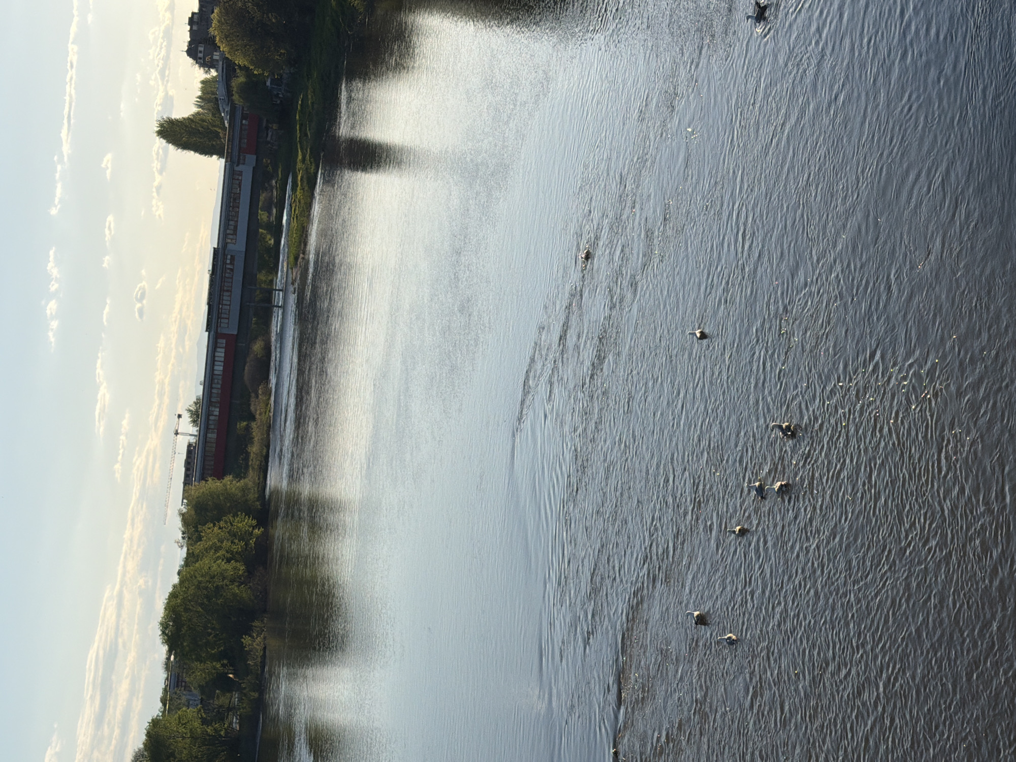 This image captures a wide river flowing through what appears to be an urban or semi-urban landscape in Plovdiv, Bulgaria, viewed from an elevated position, likely a bridge. The sky, filled with scattered white clouds, occupies the upper portion of the frame and is illuminated by the soft, warm light of what seems to be late afternoon or early evening.
The river dominates the center and lower parts of the photograph, its surface reflecting the sky and showing gentle ripples. A line of approximately seven to eight birds, likely ducks or geese, is visible swimming towards the lower right of the frame, their dark silhouettes contrasting with the shimmering water.
Along the far bank of the river, lush green trees and bushes line the water's edge. Behind this natural barrier, several buildings are discernible, including a notable structure with distinct red and grey sections. Further in the distance, a large construction crane stands tall against the skyline, indicating industrial activity or ongoing development in the area. The scene conveys a sense of tranquility. No text is visible in the image.