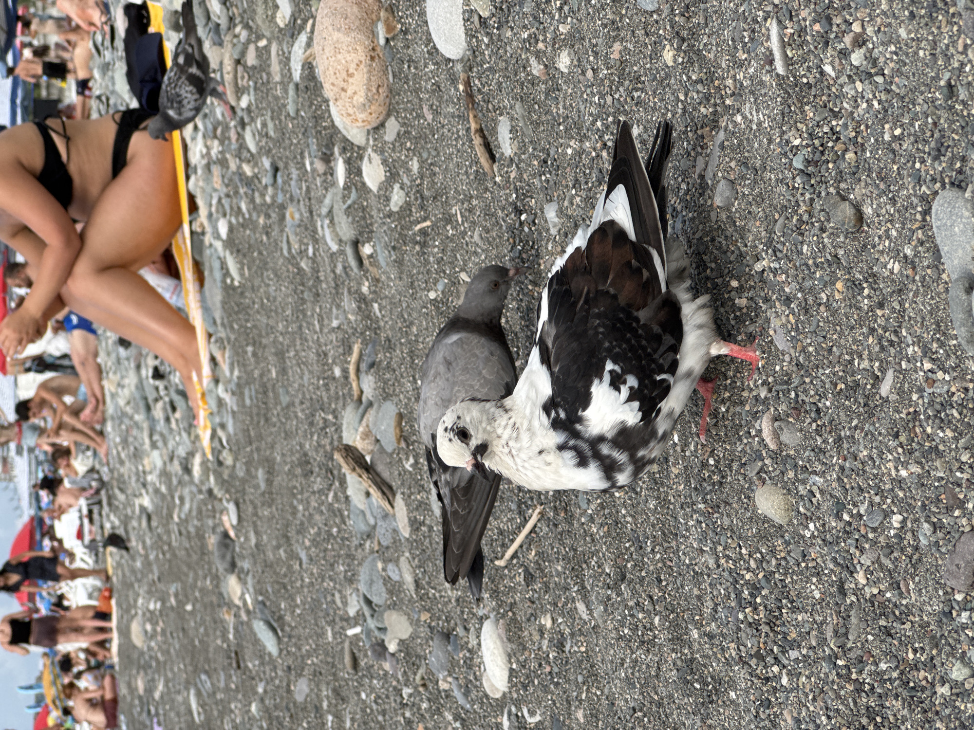 A close-up shot captures two pigeons on a pebbly beach, likely in Batumi, Georgia. The pigeon in the foreground is predominantly white with black markings and has bright pink feet. Its gaze is directed forward, while a second, gray pigeon stands behind it, head down, seemingly pecking at the ground. In the background, out of focus, are several people relaxing on the beach, some seated on towels and others standing. The environment is a beach with small, dark pebbles and larger gray and tan rocks scattered across the surface.