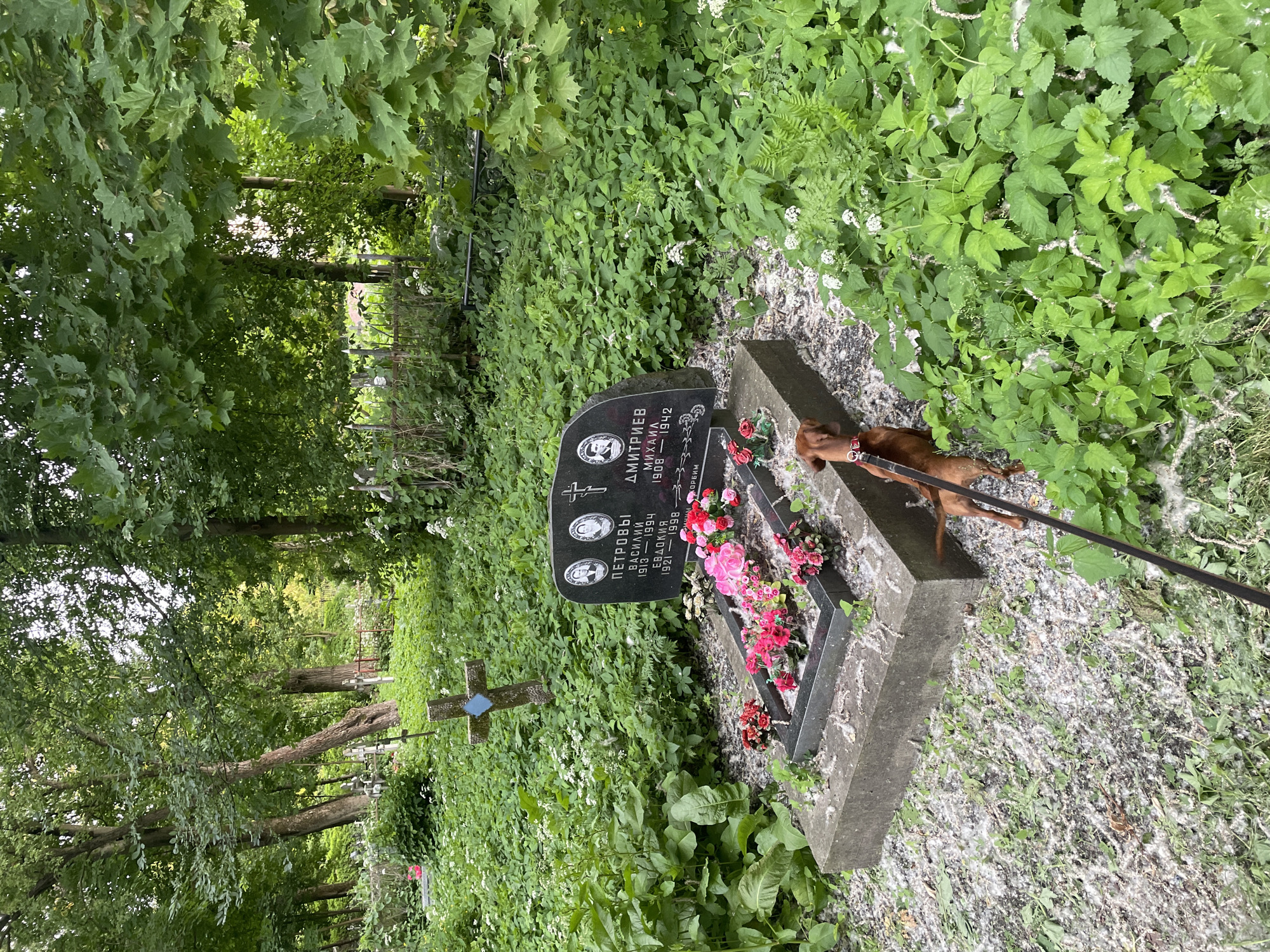 A reddish-brown Dachshund on a leash is positioned in the foreground of an outdoor graveyard. The dog is looking away from the camera, towards a gravestone. The gravestone is dark grey and rectangular, with inscriptions and portraits etched into its surface. Several bouquets of artificial flowers, predominantly pink and red, are placed on top of the gravestone.
The gravestone is set on a concrete base, which is surrounded by lush green foliage and grass. The ground is covered in white, fluffy material, possibly cottonwood fluff. In the background, more gravestones, crosses, and various plants and trees are visible, suggesting a densely vegetated cemetery. A wooden cross with a blue diamond shape is visible to the left of the main gravestone.
The scene appears to be in a naturalistic setting within a cemetery. The presence of the dog on a leash suggests a person is present, though not directly visible in the frame. The overall atmosphere is one of a quiet, overgrown burial ground. Given the gravestone inscriptions are in Cyrillic, and the context of Russian cemeteries, this location is likely within Russia. Without specific landmarks or identifying features beyond the gravestone inscriptions, it is impossible to pinpoint the exact location in Saint Petersburg, Russia.