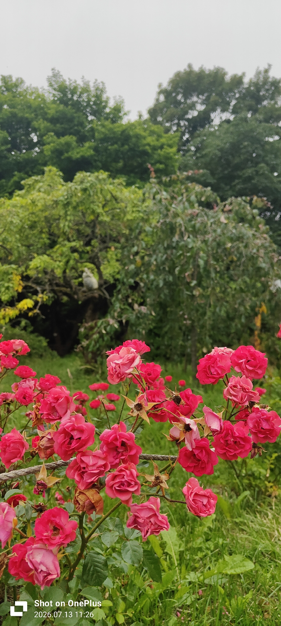 A close-up, vertical, outdoor, eye-level, medium shot captures a cluster of vibrant pink roses in the foreground, some in full bloom and others wilted, against a blurred background of lush green trees and a pale, overcast sky. A rope is visible in the lower foreground, stretched horizontally across the frame. In the middle ground, a white owl is perched on a tree branch amidst the foliage. The lower right corner of the image contains a watermark with the text "Shot on OnePlus 2026.07.13 11:26". There is no discernible indication of the city of Kaliningrad, Russia within the image itself.