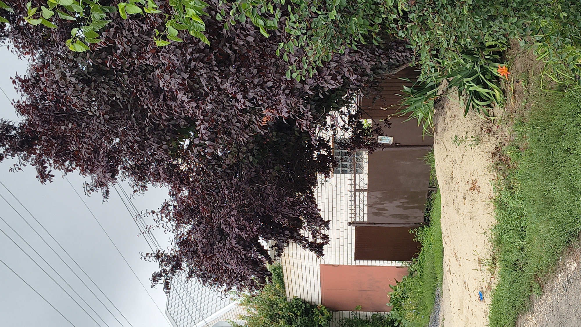 The image depicts a scene in Mikhaylovka, Russia, featuring a property with a light brick wall and brown metal gates. A large tree with dark red foliage dominates the foreground, partially obscuring the gates and a portion of the wall. To the left of the tree, a white-tiled roof of a building is visible. The ground in front of the gates is covered with a pile of light-colored sand and grass. Greenery, including a bush with bright green leaves and a flowering plant with an orange bloom, is present on the right side of the image. Power lines are visible in the sky, which appears overcast.