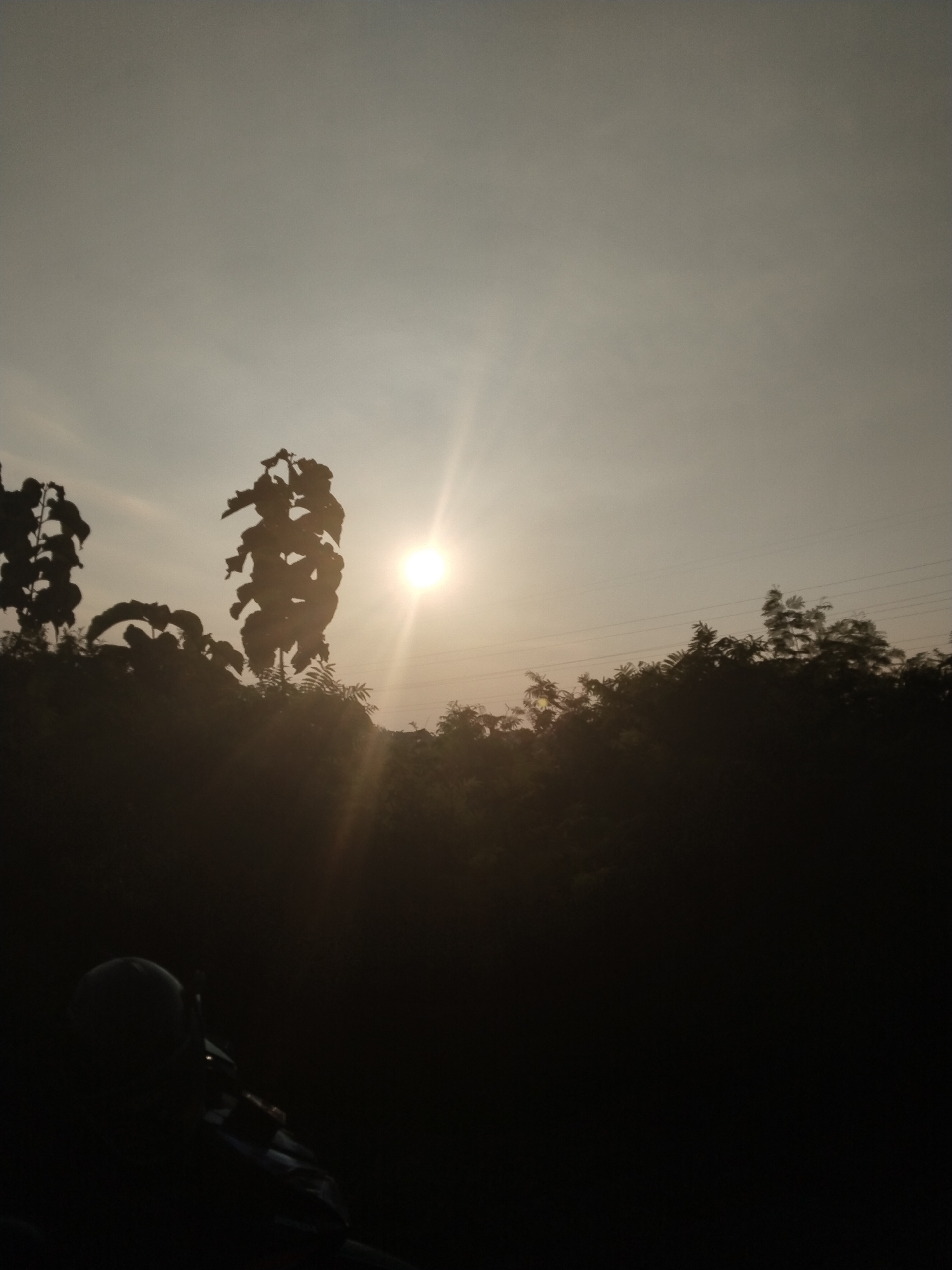 This image depicts a high-contrast outdoor scene in Taraman, Indonesia, during either sunrise or sunset. The upper frame consists of a pale, warm grey sky, featuring a bright, luminous sun positioned slightly right of center, which generates a distinct lens flare extending diagonally downwards and to the left. The lower two-thirds of the image are dominated by dark, dense silhouettes of trees and foliage, with a particularly tall, leafy plant silhouetted near the sun. Multiple thin utility lines traverse horizontally across the upper right portion of the sky, above the treeline. In the bottom-left corner, a heavily silhouetted individual wearing a helmet is visible, seated on a motorcycle partially identified as a Honda.