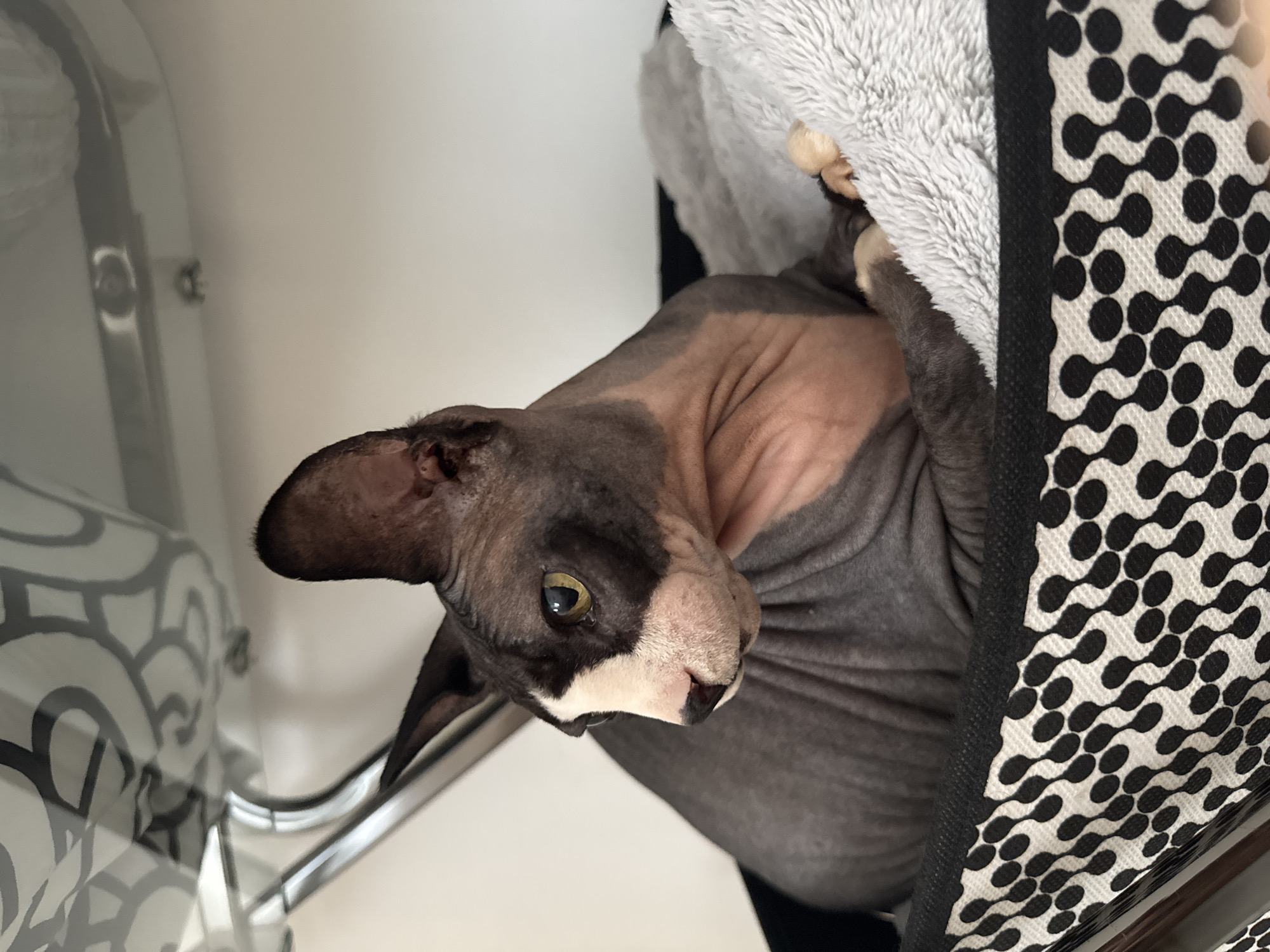 A Sphynx cat with dark grey skin, white markings on its face, and yellow-green eyes is resting in a basket with a black and white patterned fabric. The cat is positioned to the left of the frame, looking to the left, with its front paws tucked underneath its body. The basket is filled with a fluffy grey blanket. The background consists of a white wall and a shelf with a patterned grey fabric. The scene appears to be indoors, possibly in a home. There is no indication of the cat's location in Netanya, Israel.