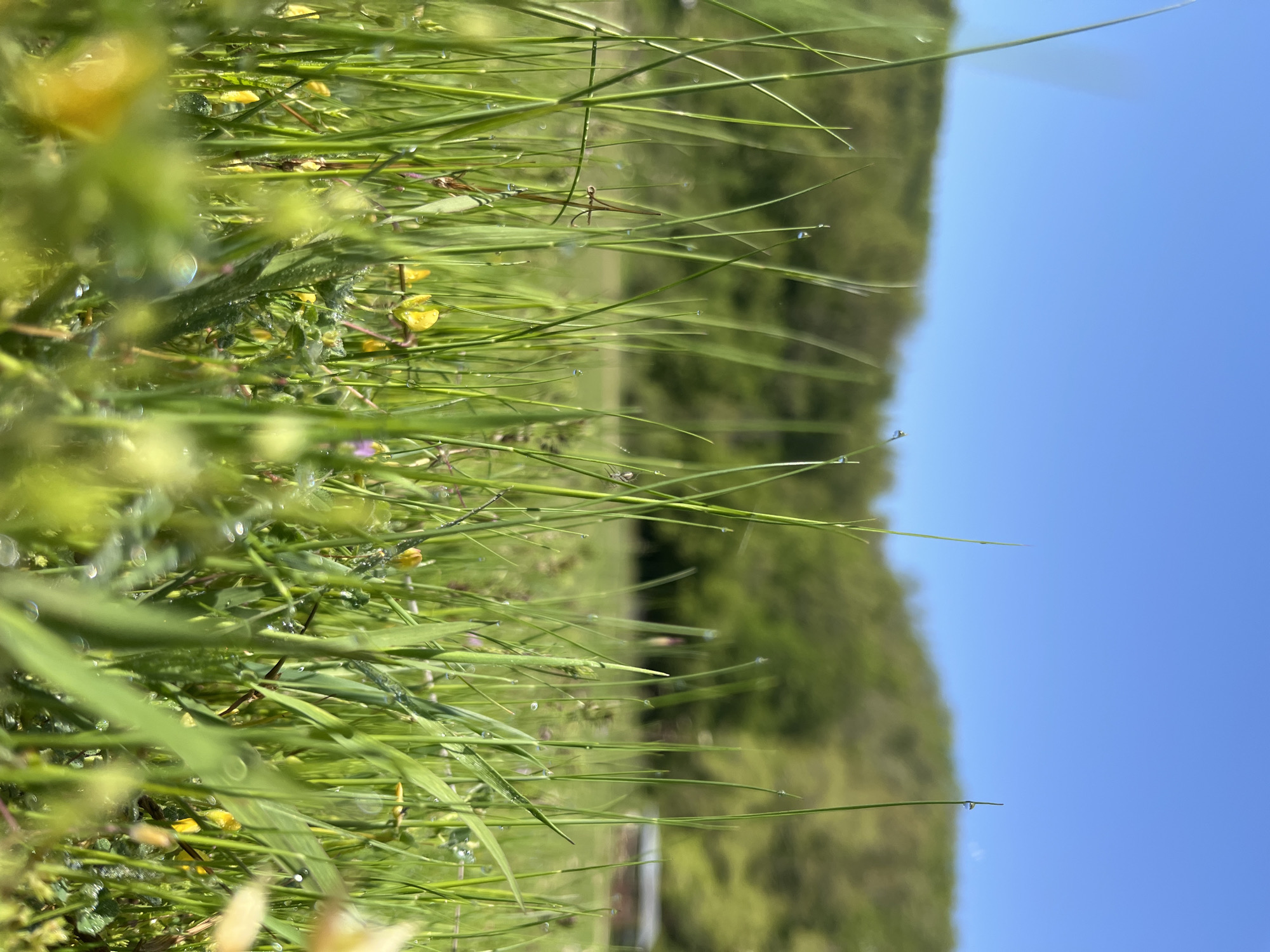 The image captures a close-up view of a meadow in Melnik, Bulgaria. Blades of green grass and wildflowers are the dominant elements, with dew drops clinging to some of the blades. In the background, a blurry treeline meets a clear blue sky. The shot is taken from a low angle, looking upwards through the vegetation.