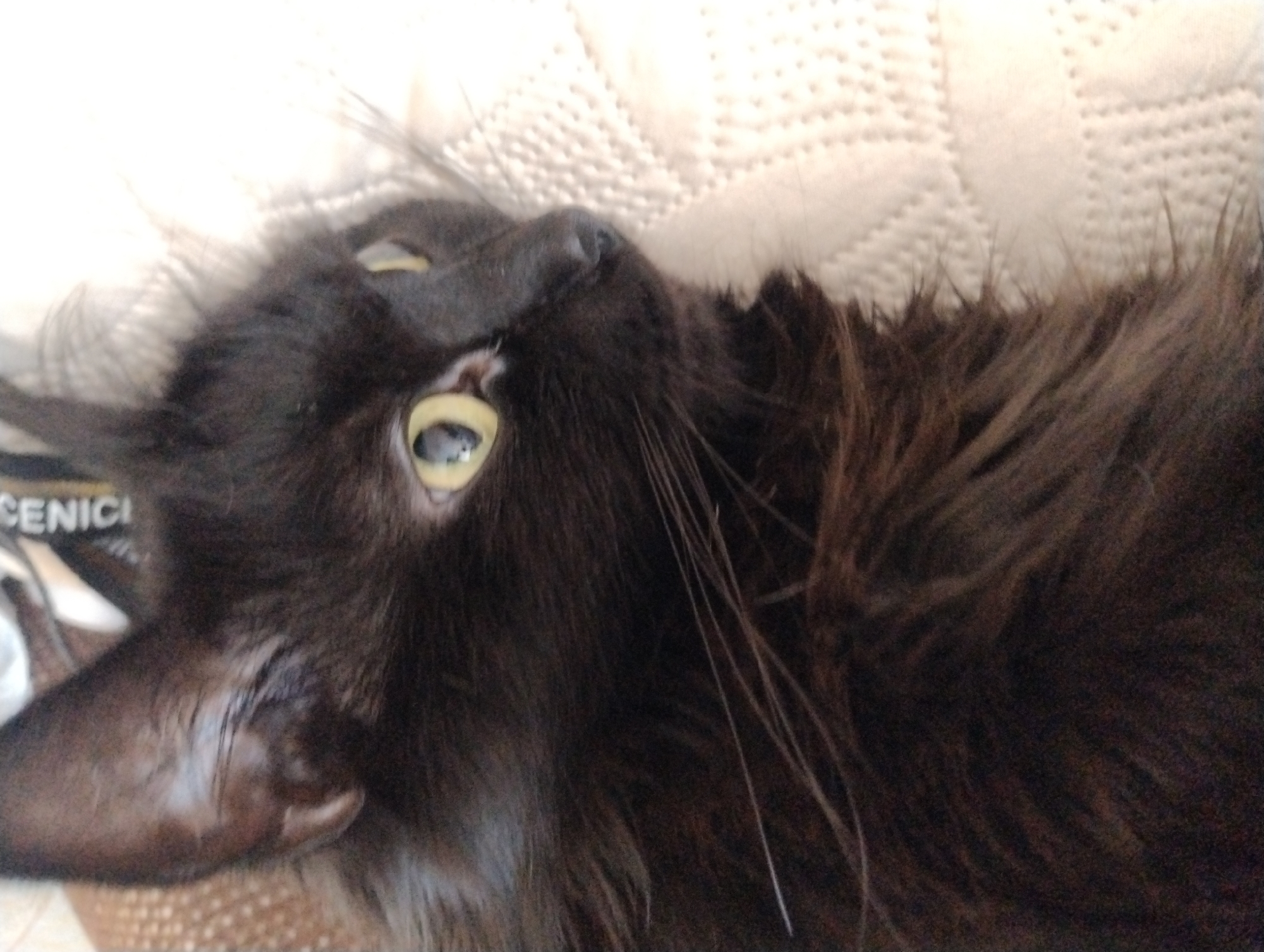A close-up, medium shot captures a fluffy black cat lying on a white textured surface. The cat's face is turned slightly to the right, with its large, bright yellow eyes looking directly at the camera. The fur is long and dark, obscuring much of its body. A small black nose is visible. The textured surface appears to be a blanket or a mat, with a subtle pattern of raised dots. The background is out of focus, but hints at a light-colored environment. The lighting is soft and even, highlighting the cat's features. There are no people visible in the image. The overall impression is one of peaceful repose.