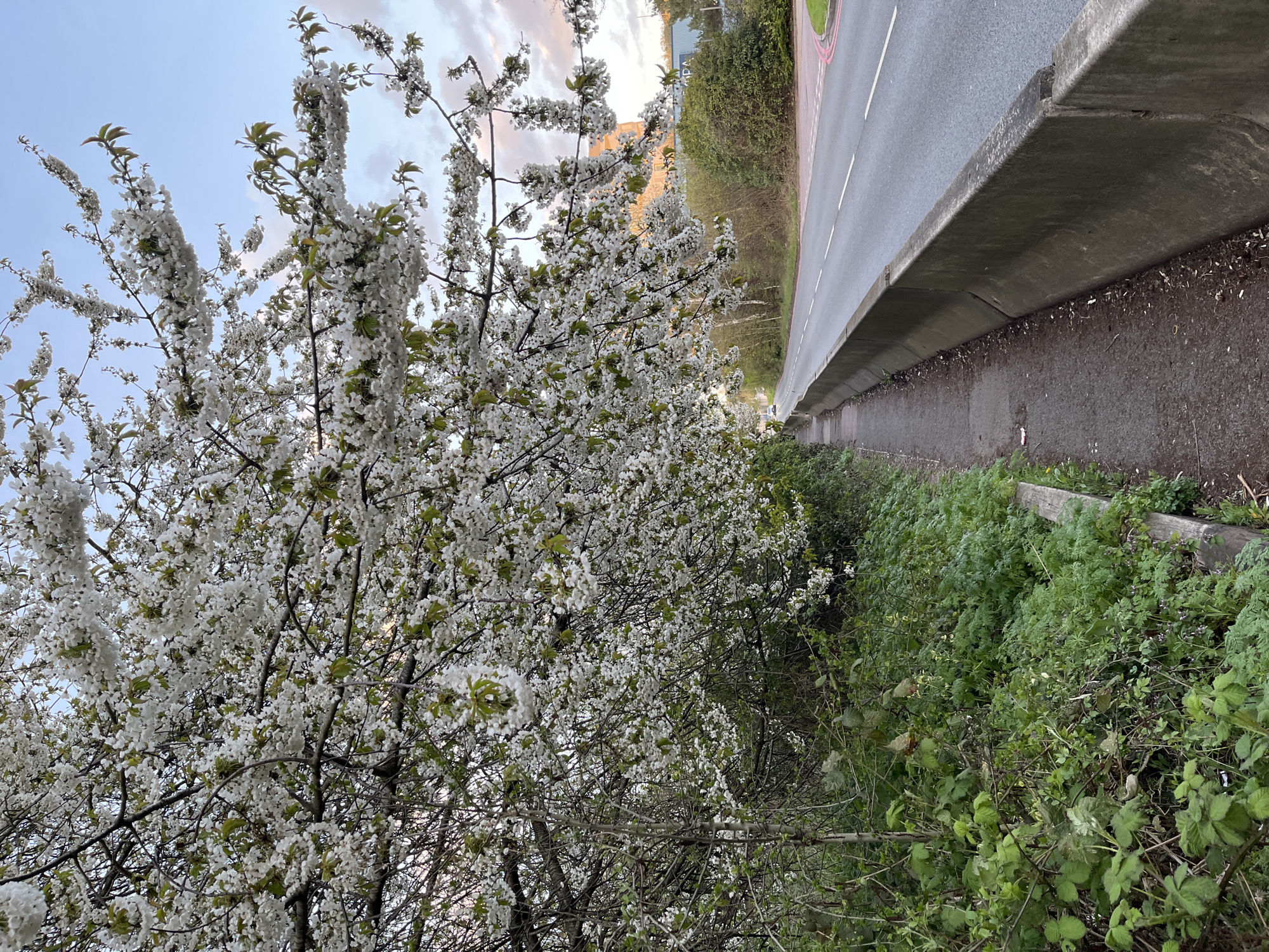 The image depicts a street scene in an unknown city. On the left, a tree is heavily laden with white blossoms, dominating the foreground. A road runs along the right side of the frame, bordered by a concrete barrier and overgrown vegetation. The sky above is a mix of pale blue and wispy clouds.
