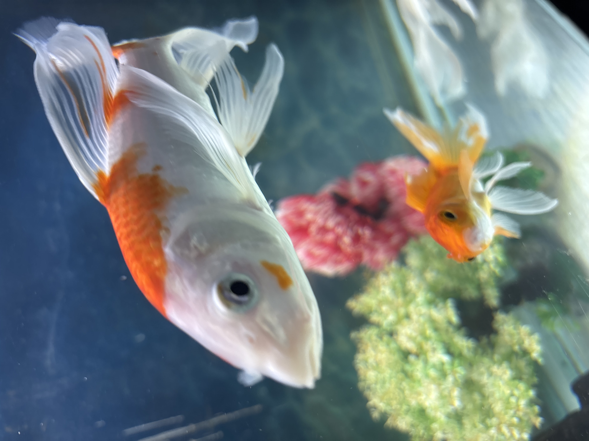 The media file displays a close-up view of two goldfish swimming in an aquarium. The goldfish in the foreground is predominantly white with vibrant orange markings, particularly on its head and body. Its tail fins are delicate and flowing. Behind it, a smaller, entirely orange goldfish is visible, also with flowing fins. The aquarium environment includes a pink, textured decoration and a clump of green, leafy aquarium plants. The background is a dark, blurry blue, suggesting the water within the tank. The lighting appears to be artificial, typical of an indoor aquarium setting. The focus is sharp on the front goldfish, with the background and the second goldfish slightly out of focus. There is no visible text in the media file. The overall impression is a peaceful underwater scene.