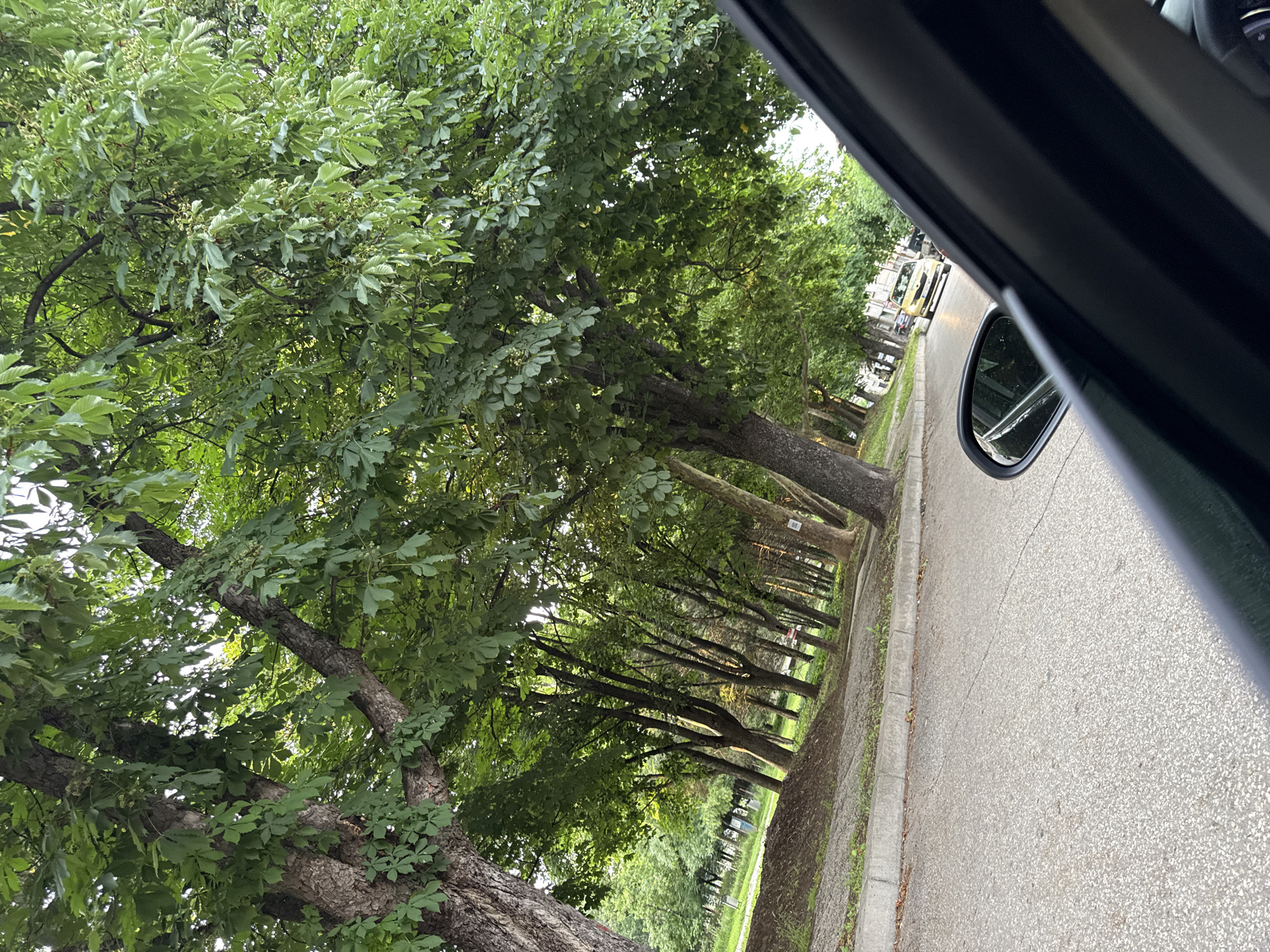 The image depicts a street in Pleven, Bulgaria, lined with mature trees forming a canopy overhead. The view is from inside a vehicle, likely a car, as evidenced by the side mirror and the door frame visible in the frame. A row of trees follows the roadside, casting shadows on the sidewalk and street. In the distance, other vehicles and possibly pedestrians can be observed. The road surface is asphalt, with a sidewalk running alongside. The general environment suggests a residential or park-like area within the city. The leaves of the trees are dense and green, indicating that the image was taken during a time when the trees were in full foliage.