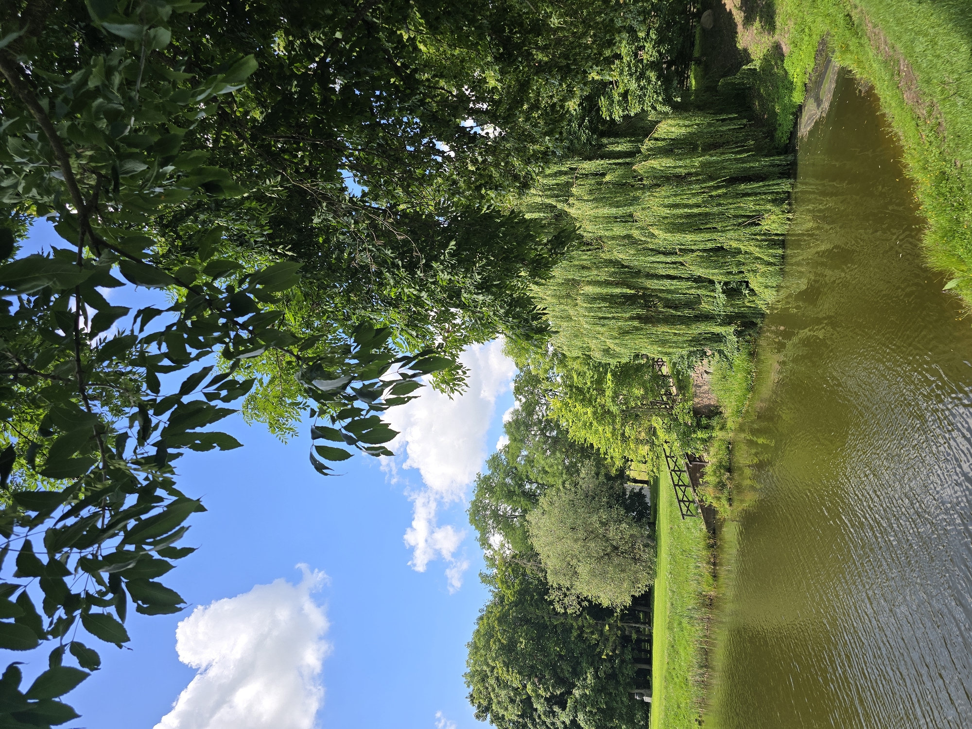 A serene, eye-level, wide shot captures a tranquil natural landscape on a bright, sunny day in Nesvizh, Belarus. The foreground is dominated by the still, olive-green water of a pond, its surface rippled by a gentle breeze. To the right, the pond's edge is lined with lush green grass and reeds.
Dominating the mid-ground is a magnificent weeping willow tree, its long, trailing branches cascading towards the water, creating a curtain of green. Behind the willow, a variety of dense, leafy green trees form a lush backdrop, interspersed with patches of bright green grass.
On the far left, a well-maintained lawn stretches out, dotted with mature trees. A small wooden bridge with dark railings crosses a narrow channel leading into the pond. The sky above is a vibrant blue, adorned with fluffy white clouds. The overall impression is one of peaceful natural beauty.