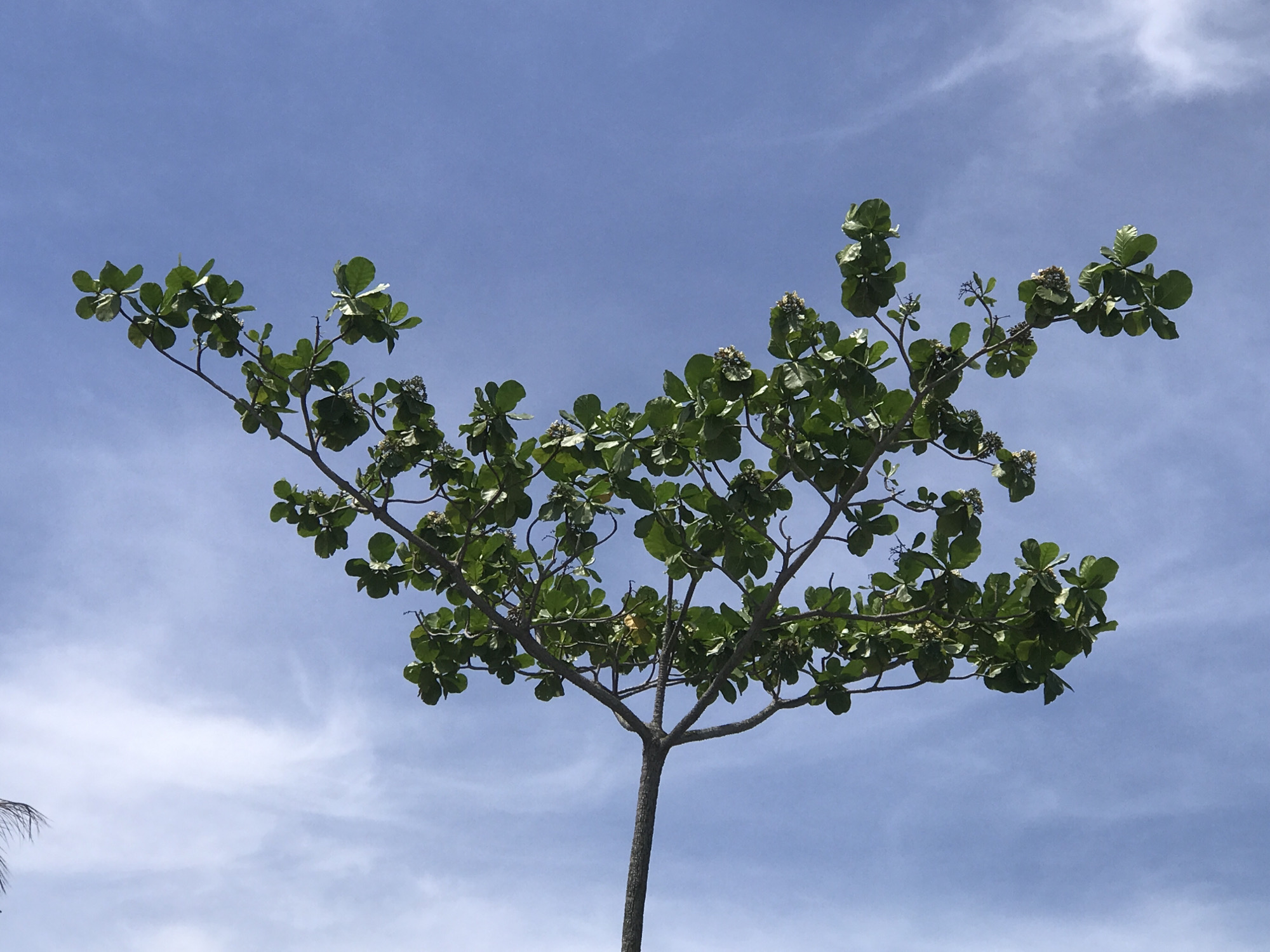 The image depicts a tree with green leaves against a light blue sky with faint white clouds. The tree has a single, straight trunk that splits into several branches near the top. The leaves are clustered at the ends of the branches. The location is presumed to be Air Hitam, Indonesia, though no specific landmarks or features in the image directly confirm this. No people are visible.