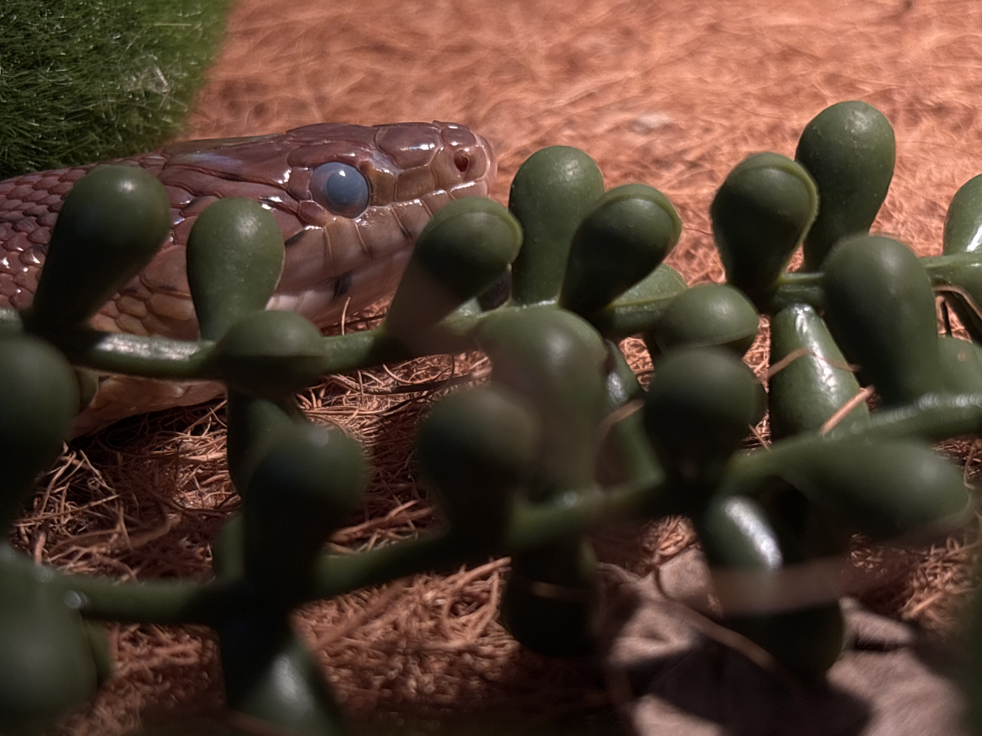 The image shows a close-up view of a snake's head, with its eye prominently visible and blue in color. The snake is positioned amongst what appears to be a habitat with brown substrate, possibly coco fiber or similar material, and some artificial green plant elements in the foreground. The lighting creates a warm, reddish-orange hue in the background, contrasting with the snake's scales and the green foliage. The snake's scales are visible and appear to be a reddish-brown color. The image is taken from a low angle, looking slightly upwards towards the snake. There is no discernible connection to the city of Saint Petersburg, Russia, as no landmarks or contextual clues are present.
