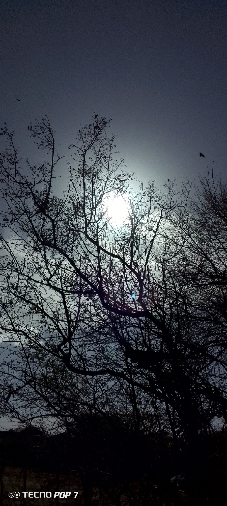 The image shows a silhouette of bare tree branches against a bright sun or light source in the sky. Two birds are visible, one on the left and one on the right, positioned in the upper half of the frame. The sky is a hazy gray color. The bottom portion of the image has shadowy shapes of other trees. The words "TECNO POP 7" are located in the lower left corner. The location given is Altagracia, Venezuela.