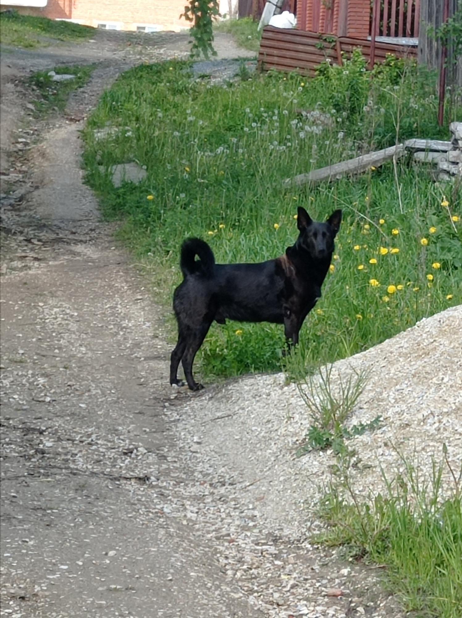 The image depicts a black dog standing near a gravel path in Degtyarsk, Russia. The dog is facing forward with its tail curled. The background consists of green grass, yellow flowers, and some visible structures, possibly buildings or fences. The path appears to be unpaved and slopes upwards. The environment is natural, suggesting a suburban or rural area. There are no people visible in the image.