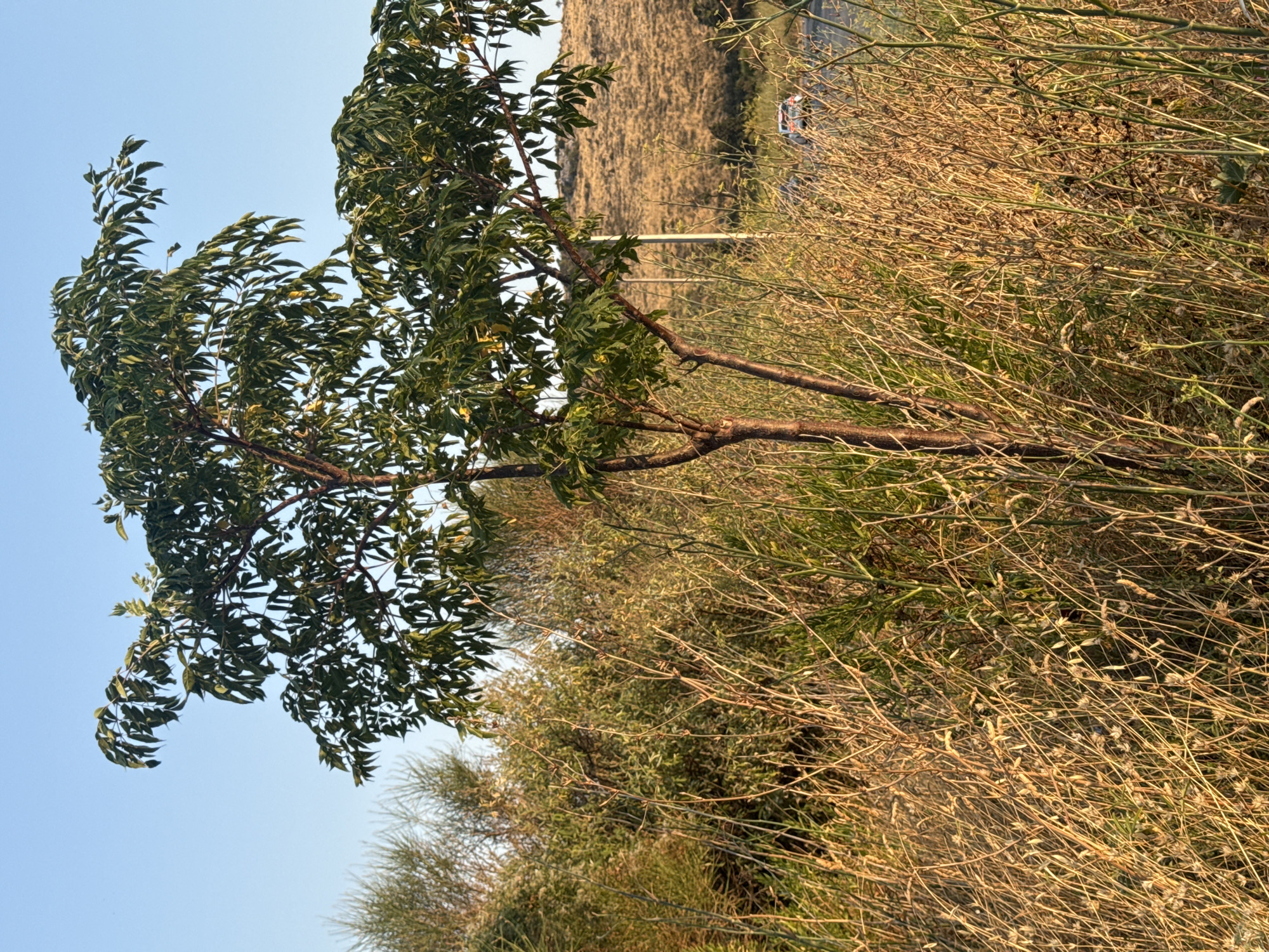 An outdoor, vertical, medium shot captures a young, slender tree with dark brown bark and compound green leaves. The tree is positioned centrally in the frame, surrounded by dry, golden-brown grasses and some green shrubbery. In the background, a tan-colored hill rises under a clear, pale blue sky. A paved road runs diagonally across the background, with a white car visible driving on it. A single, thin, white vertical pole stands near the road. The scene suggests a natural setting, possibly on the outskirts of a city or in a rural area, with elements of a road indicating human presence.