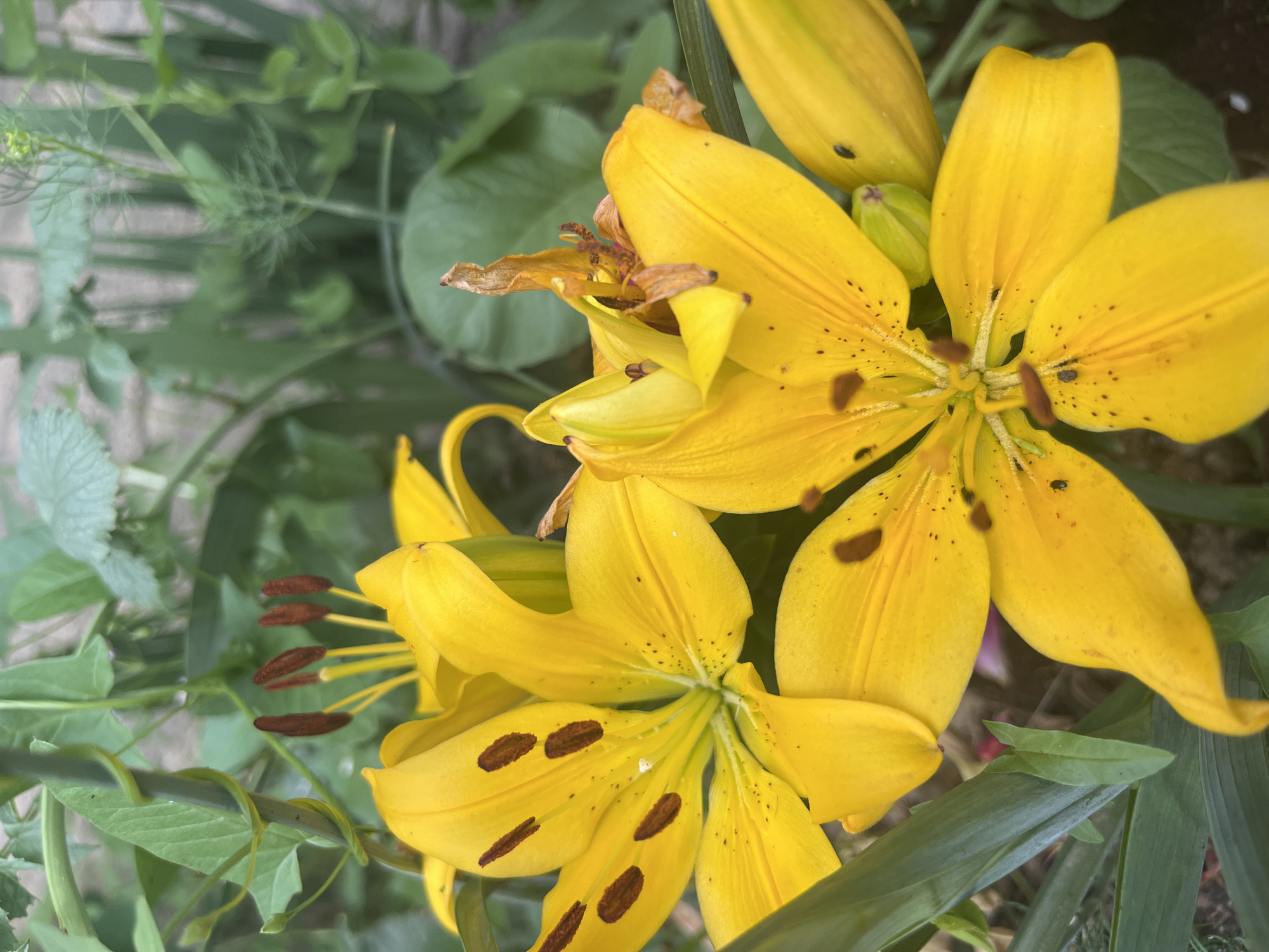 A close-up, downward-angled photograph captures multiple vibrant yellow lilies in bloom within a garden setting in Onokivtsi, Ukraine. The dominant subjects are several fully open yellow lily flowers, characterized by their bright petals and prominent brown stamens. Each petal is adorned with numerous small, irregular dark brown or black spots, adding texture and detail.
In the upper right, a large lily shows several small, black insect-like specks on its petals. Another lily in the upper central area appears to be past its prime, with dried, brownish-yellow petals. The main focus is on two prominent lilies in the lower half of the image, showcasing their rich yellow color and distinct spotting patterns, along with the detailed structure of their stamens.
The background consists of various shades of lush green foliage, some leaves appearing broad and others fine and feathery, indicating a diverse plant environment. The greenery is slightly blurred, emphasizing the sharp focus on the lilies in the foreground. The lighting suggests it is daytime, providing clear illumination to the flowers. No specific activity beyond the natural blooming of the flowers is depicted, and no human presence or visible text is present in the image.