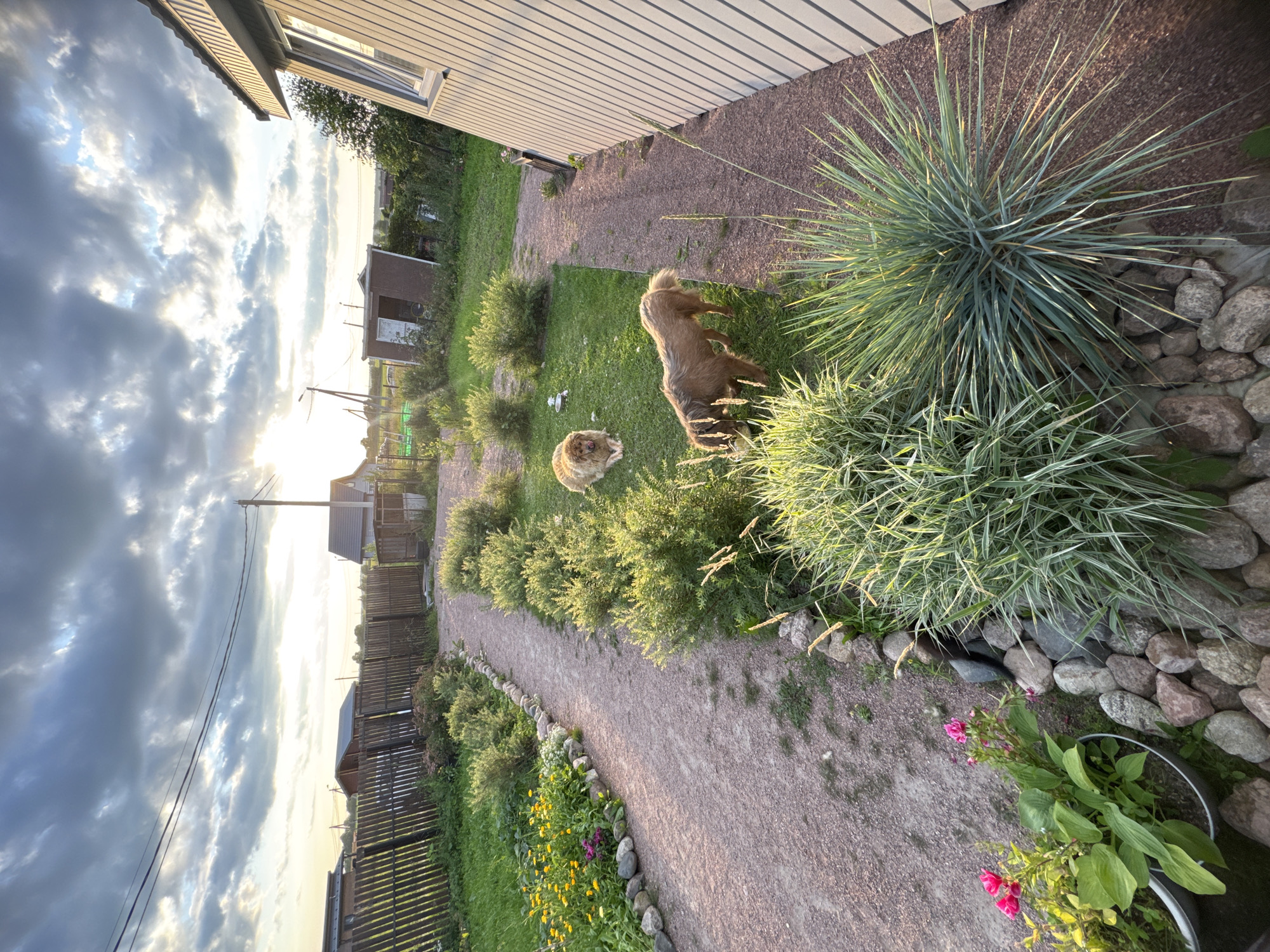 This is a vertical, wide-angle, eye-level shot of a rural backyard in Kempelevo, Russia, during golden hour. Two brown dogs are present on the lawn. One dog, lying down on the left, is fluffy and appears to be a Golden Retriever or similar breed. The second dog, standing and eating from a yellow ball on the right, is leaner with a longer snout and is also brown.
The backyard features a gravel path winding through the grass. On the left side of the path, there are flower beds with yellow and pink flowers, bordered by rocks. To the right of the path, there are several green bushes and ornamental grasses. The background shows a wooden fence, a small shed, and a house with light-colored siding. The sky is dramatic with dark clouds and bright sunlight breaking through, creating a backlit effect. Power lines are visible stretching across the sky. The overall impression is of a serene, natural setting at dusk.