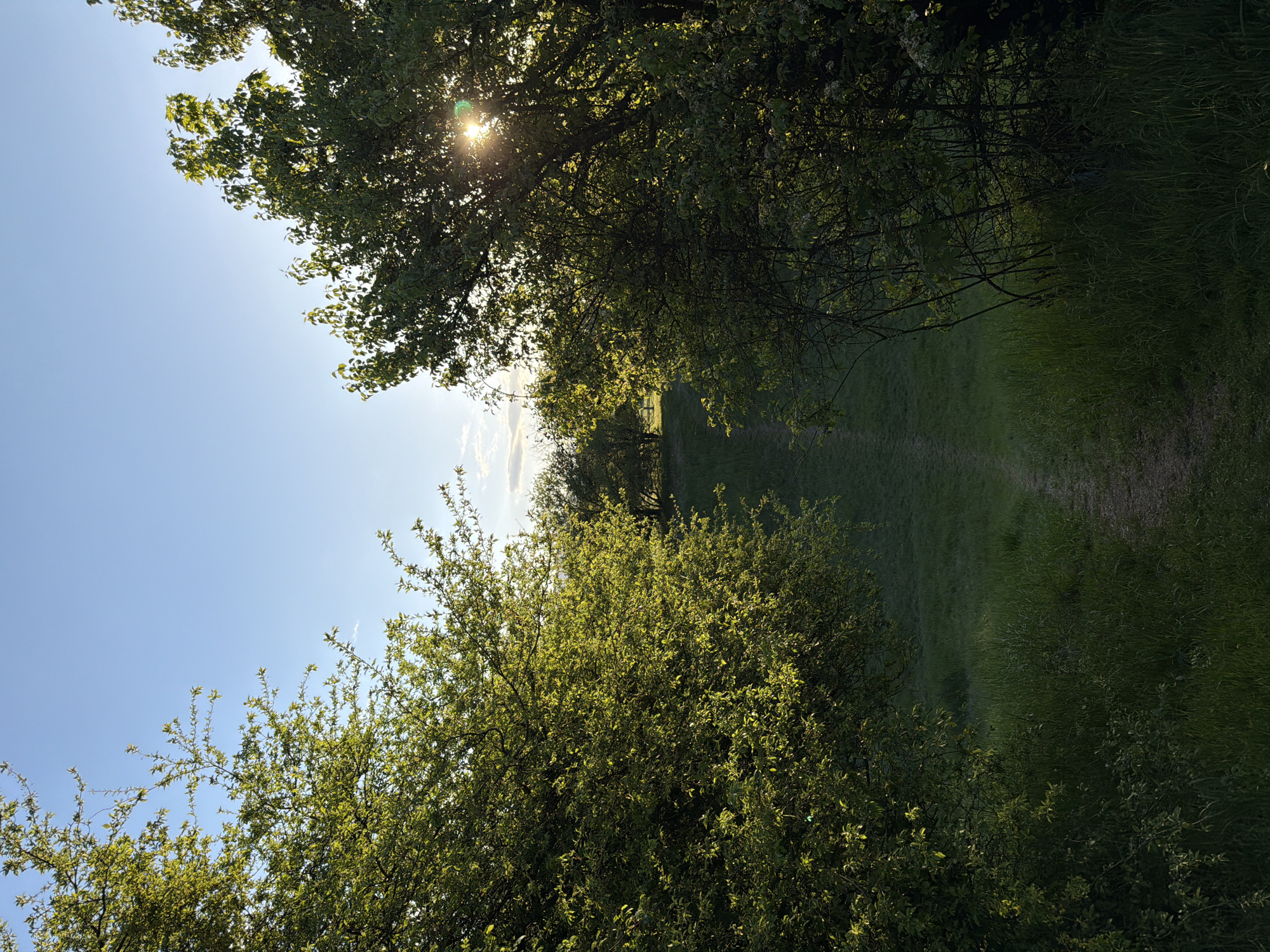 The image displays a vibrant outdoor scene, depicting a natural pathway winding through lush greenery under a clear sky. While presented in a portrait orientation, the scene is horizontally composed, with a path leading into the distance.
**Subjects:** The prominent subjects are an abundance of green foliage from trees and bushes, framing a narrow, unpaved path. Tall trees with dense canopies occupy the upper left portion of the image, while shorter, bushier vegetation lines the path on the lower right. A clear, light blue sky is visible in gaps between the leaves. The path itself is a faint dirt track, flanked by green grass, gently curving as it recedes into the background. Distant trees or bushes are visible further along the path.
**Activity or event:** No specific human or animal activity is captured; the scene is a static natural landscape, suggesting a tranquil setting ideal for walking or enjoying nature.
**Notable details:** The time of day appears to be either early morning or late afternoon, indicated by the low angle of the sun, which is brightly peeking through the dense tree canopy on the left. This creates a striking sunburst effect and lens flare, illuminating the surrounding leaves and casting a warm glow. The weather is bright and clear, enhancing the vivid green hues of the foliage and grass. The setting is a natural, serene environment, possibly a park or a rural trail, consistent with the location context of Sofia, Bulgaria. The overall mood conveyed is one of peaceful natural beauty.
**Visible text:** There is no visible text in the image.