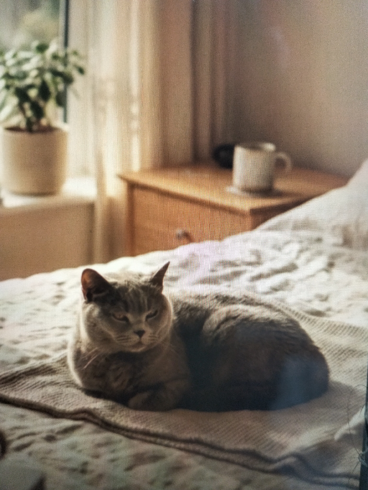 A domestic short-haired cat with grey fur is resting on a bed. The cat is lying down with its paws tucked under its body, facing towards the viewer with a slightly narrowed gaze. The bed is covered with a textured beige blanket. In the background, there is a wooden bedside table with a white mug on it, and a window with sheer curtains. Sunlight streams in from the window, casting soft shadows and highlighting the textures of the scene. The presence of a potted plant near the window suggests an indoor domestic setting. The overall mood is calm and peaceful, with the warm lighting indicating it is likely daytime. No text is visible in the image.