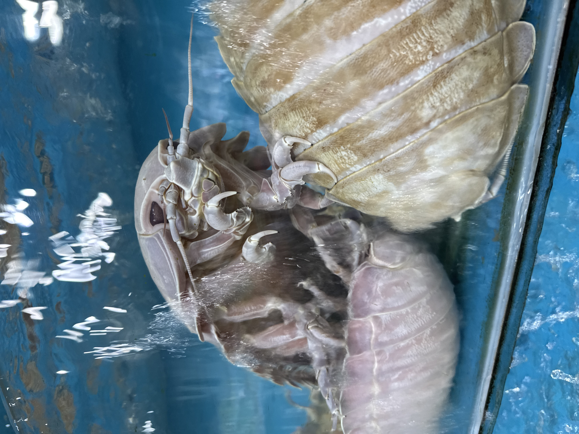 The image shows two large isopods in a water tank, likely for sale as food. The isopods are pale in color and segmented, with visible antennae and appendages. The tank has a blue background. The location is likely a seafood restaurant or market in Đà Nẵng, Vietnam, where giant isopods are sometimes sold. The isopods are submerged in water, and there is some reflection of the isopods on the tank glass.
