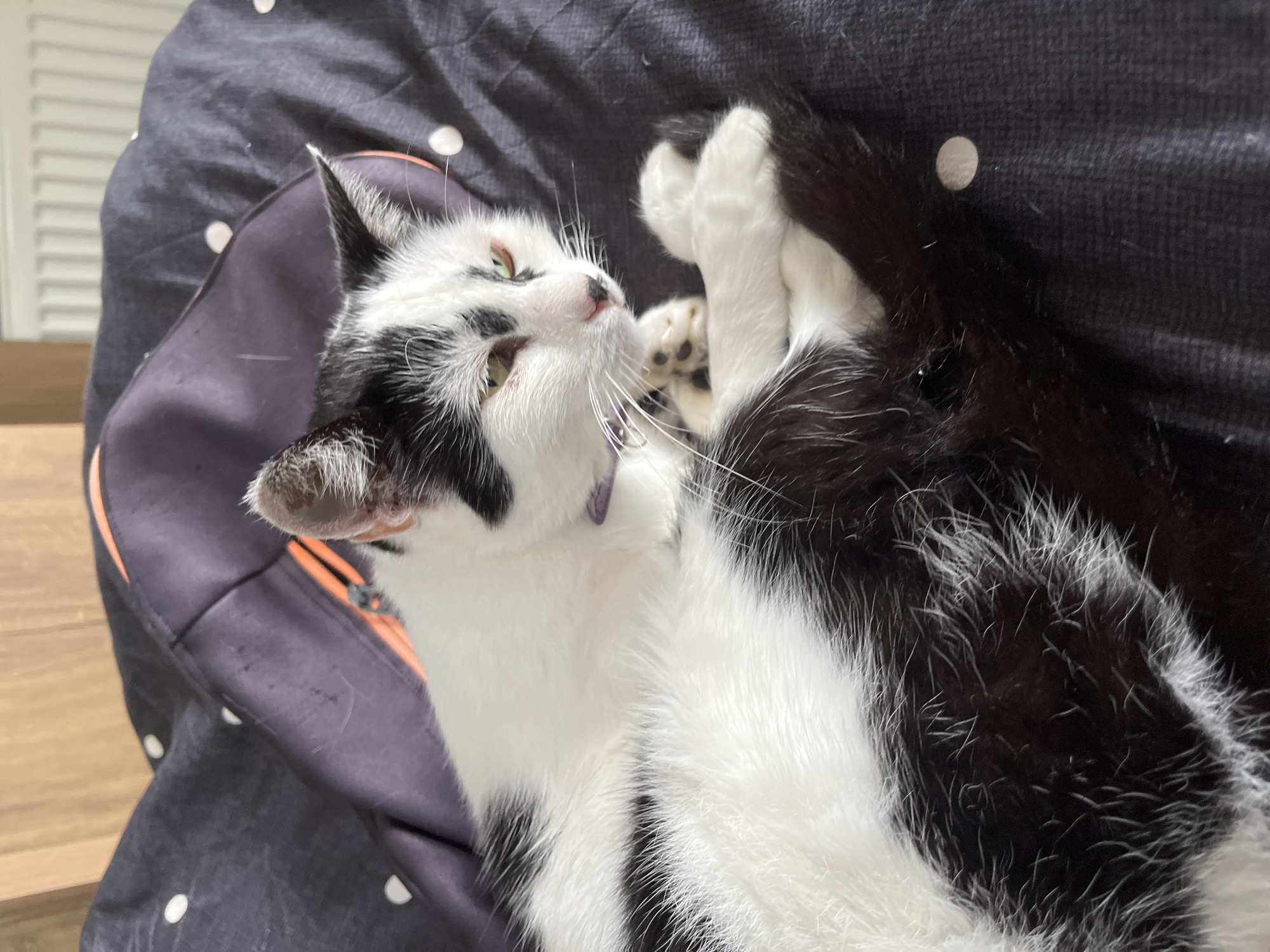 A black and white cat is lying on a patterned dark gray surface, possibly a blanket or duvet, with white polka dots. The cat is curled up, with its paws crossed. It has a purple collar. The background shows a blurred wooden surface and a white radiator. The image was taken in Ureki, Georgia.
