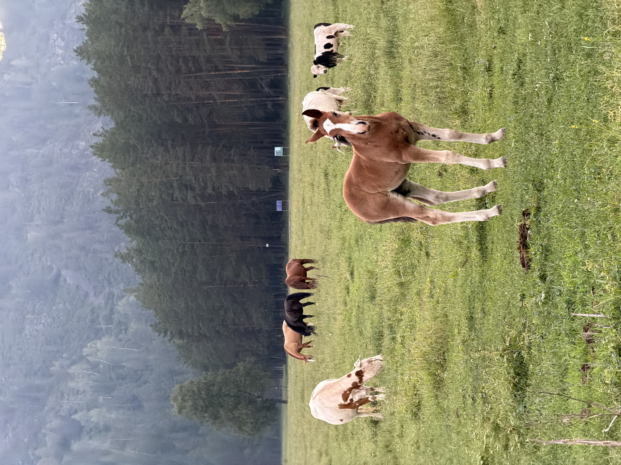 This image depicts a pastoral scene in a grassy field, likely in the vicinity of Askat, Russia, given the natural mountainous and forested backdrop. In the foreground, a young brown horse foal stands facing the camera, its head held high. Behind the foal, a herd of livestock grazes on the lush green grass. This herd includes several horses of varying colors – light brown, black, and dark brown – and at least two cows, one white with brown markings and a calf that is white with black spots. In the middle ground, a line of dark green pine trees forms a dense forest, with a misty, wooded mountain range visible in the far background. The lighting suggests it is either early morning or late evening, with a soft, diffused light over the landscape. The overall impression is one of tranquility and natural beauty.