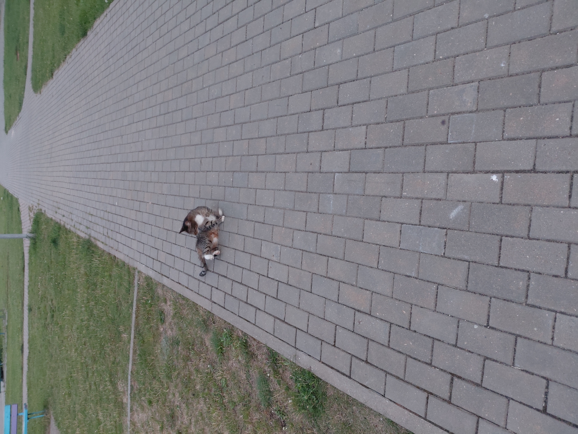 Two cats are playing on a paved walkway in Smarhon, Belarus. One cat is lying on its back with its legs in the air, while the other cat is on top of it, appearing to playfully pounce. The walkway is made of gray rectangular pavers. To the left of the walkway is a patch of green grass with some dry patches. In the background, the walkway continues to recede, and there are more grassy areas and some faint structures that appear to be part of a park or public space. A bench with a blue and light blue seat is visible in the upper left corner. The sky is overcast, indicating a cloudy day.