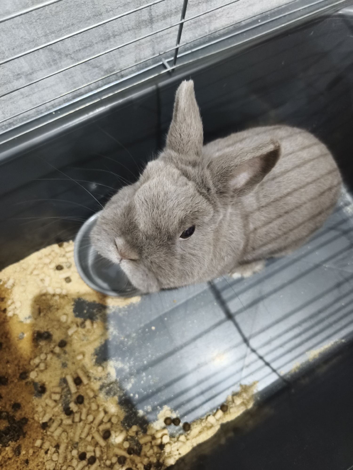 A gray rabbit sits in a gray cage with a metal top, with food pellets scattered on the bottom. There is a metal bowl beside the rabbit. The rabbit is facing the camera. There is no indication of the location being Svilengrad, Bulgaria.