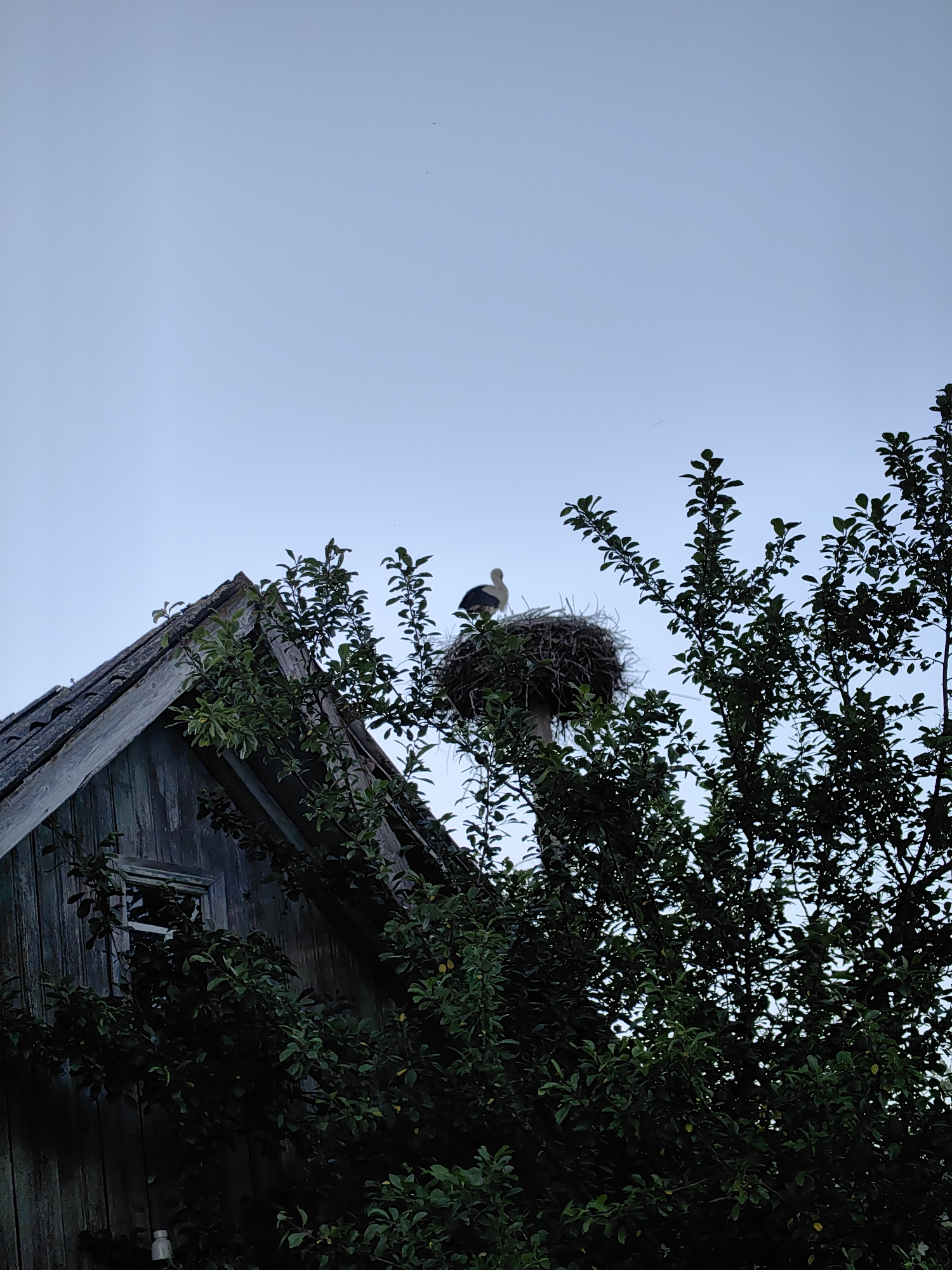 A white stork stands in its nest, perched atop a wooden pole. The nest is located near an old, weathered wooden building with a grey, sloping roof. Green foliage from a tree partially obscures the view of the building and the nest. The sky above is a pale blue, with a few faint specks suggesting distant objects or dust. The scene appears to be in an outdoor, rural setting, possibly in Дзямідавіцкі сельскі Савет, Belarus, given the style of the building and the presence of a stork's nest, which are common in such regions.