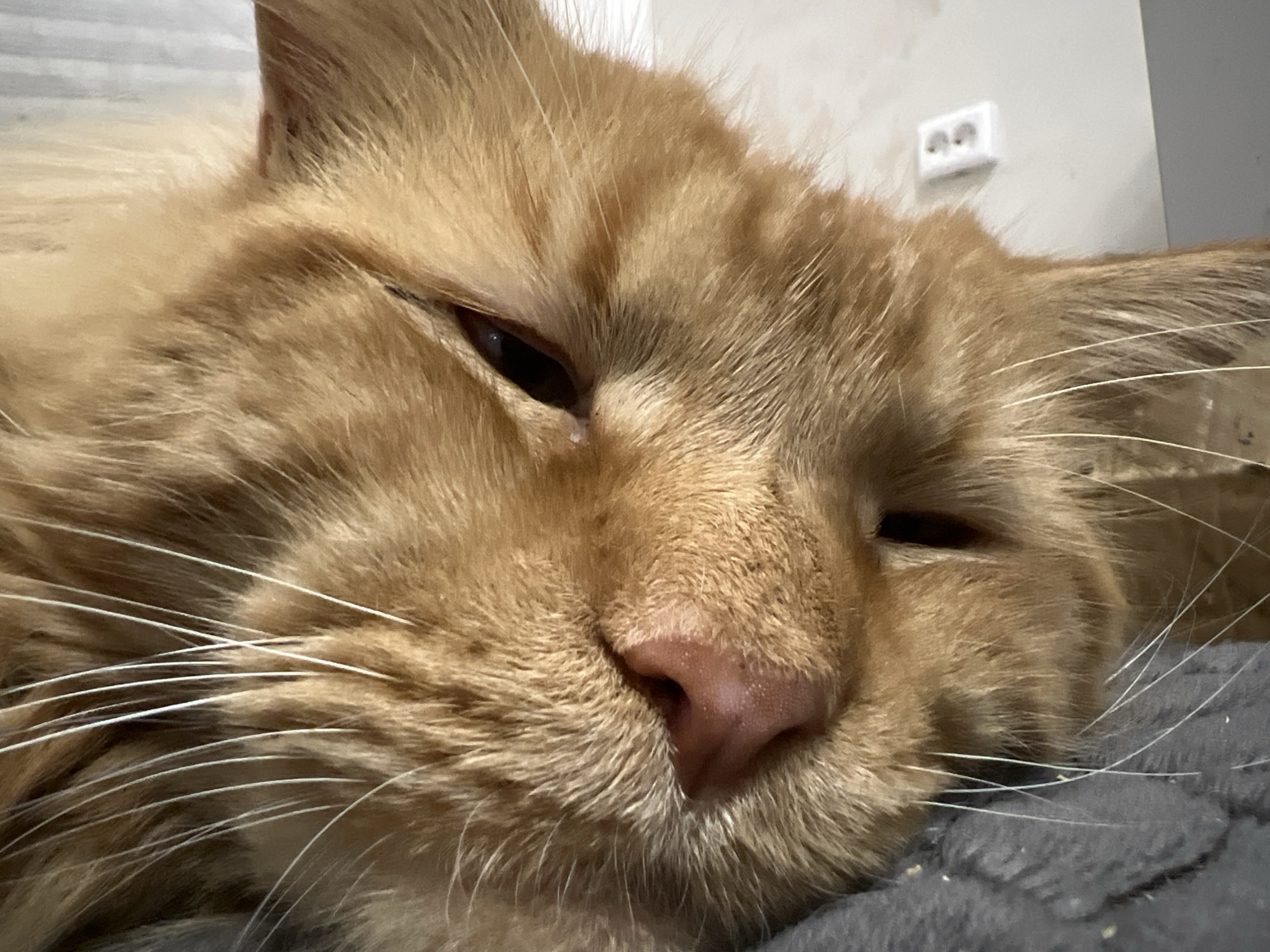 A close-up, eye-level, indoor, medium shot captures the face of a sleeping ginger cat. The cat is lying on its side, with its head tilted slightly to the left. Its eyes are mostly closed, with only slivers of dark pupils visible. Long, white whiskers fan out from its muzzle. The cat's fur is a warm, golden-orange color. In the background, a white electrical outlet with two sockets is visible on a light gray wall. The cat is resting on a dark gray, textured surface, possibly a blanket or cushion. The overall impression is one of peaceful slumber in a domestic environment. The specific location in Markova, Russia, is not discernible from the image itself.