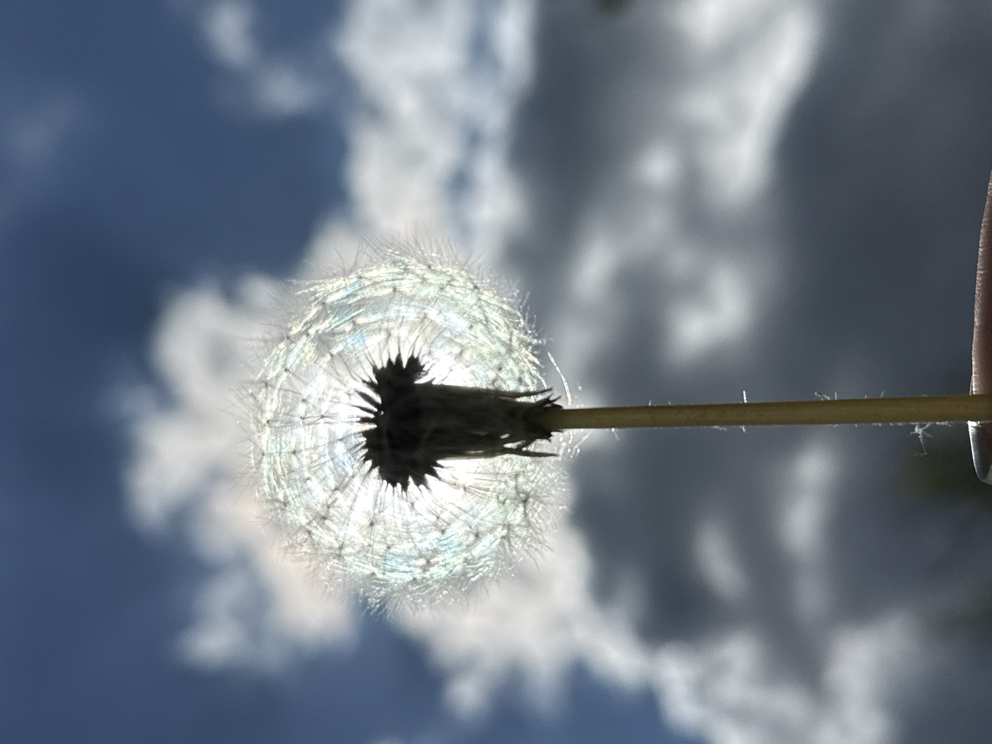 The image shows a dandelion seed head held in front of a cloudy sky. The sky is a mix of blue and grey, with white clouds. The dandelion is in focus, with the sun shining through it. The stem is a yellowish-brown. A finger is visible on the right side of the image, holding the stem. There is no indication of the location being Dmitrov, Russia.