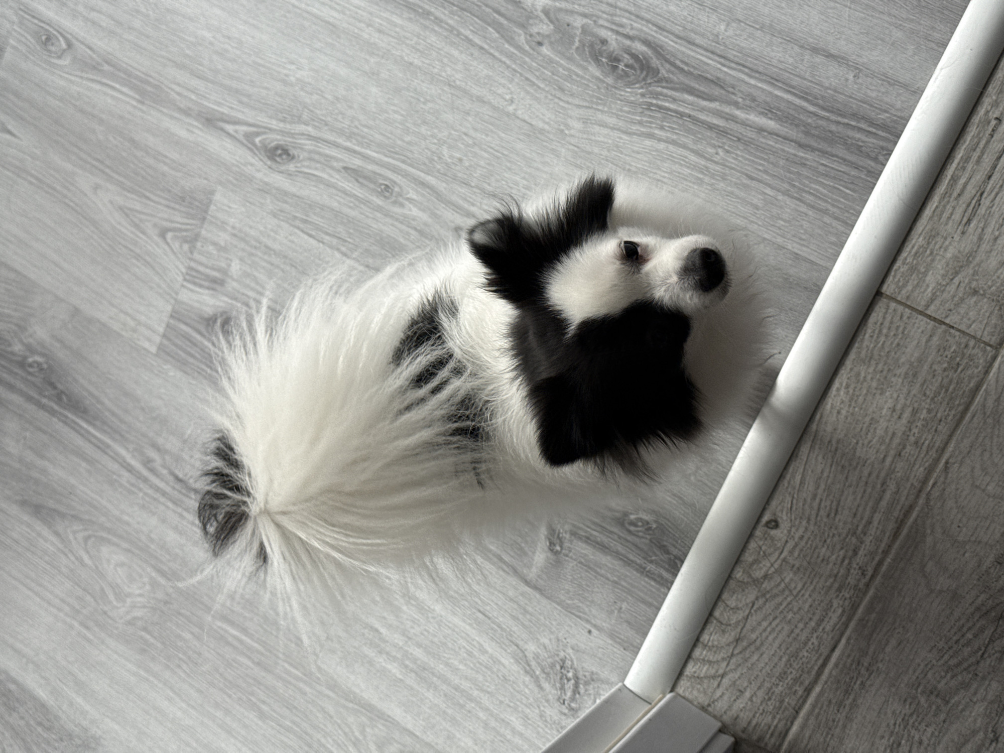 A black and white dog with fluffy fur is lying on a light gray wooden floor. The dog is facing the camera, with its head slightly tilted to the right. Its eyes are open, and it appears to be looking up at something. The dog's tail is curled over its back and is also covered in white fur. The floor is made of laminate wood flooring with a light gray wood grain pattern. There is a white baseboard running along the bottom of the image. The scene is well-lit, with natural light coming from an unseen source. The overall impression is one of a domestic setting. The image does not provide any information about the location in Stara Zagora, Bulgaria.