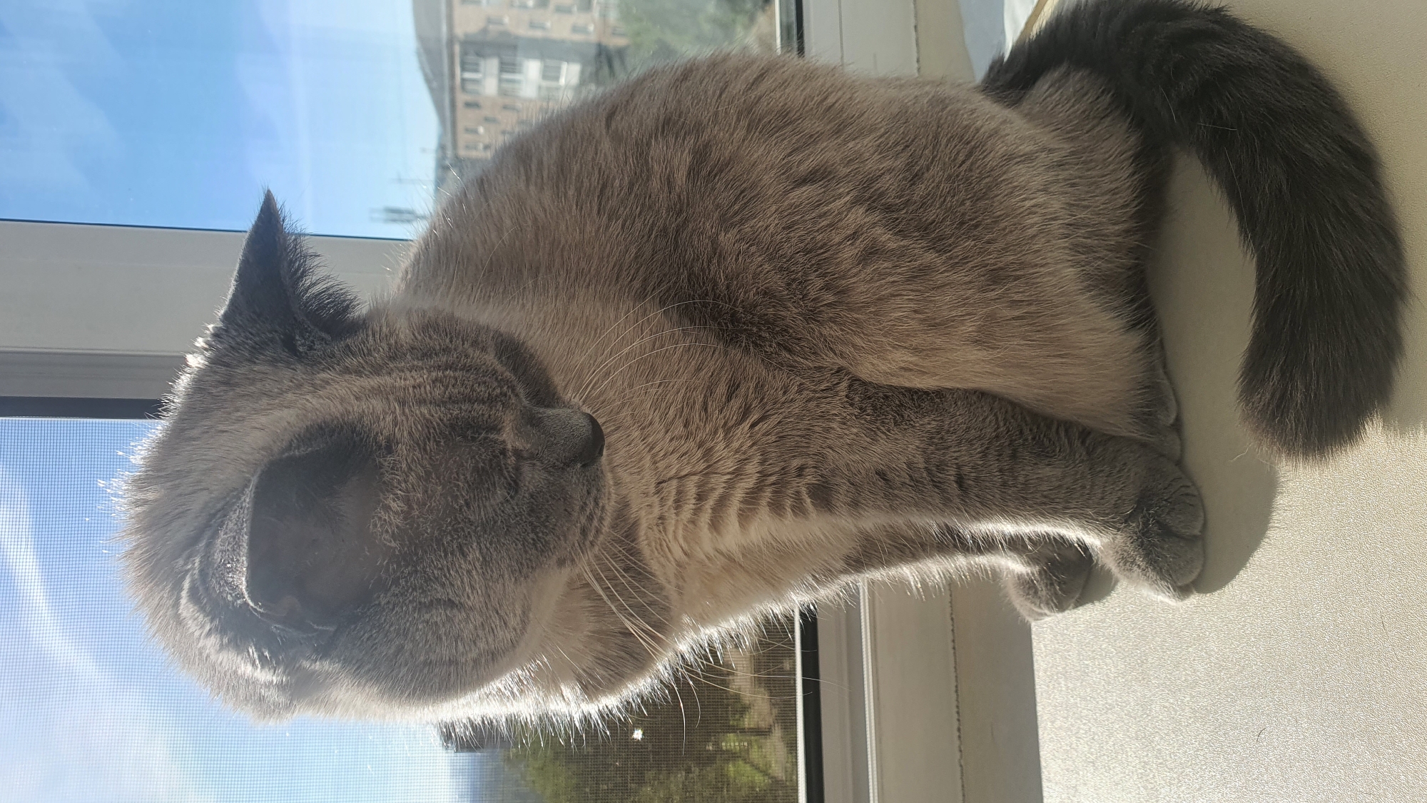 A grey cat sits on a windowsill, facing down and to the right, with its back to a window showing a blue sky and some buildings. The cat's fur is illuminated by sunlight. In the background, trees and apartment buildings are visible. The scene appears to be in an urban environment, likely within Krasnoyarsk, Russia, given the architectural style of the buildings.