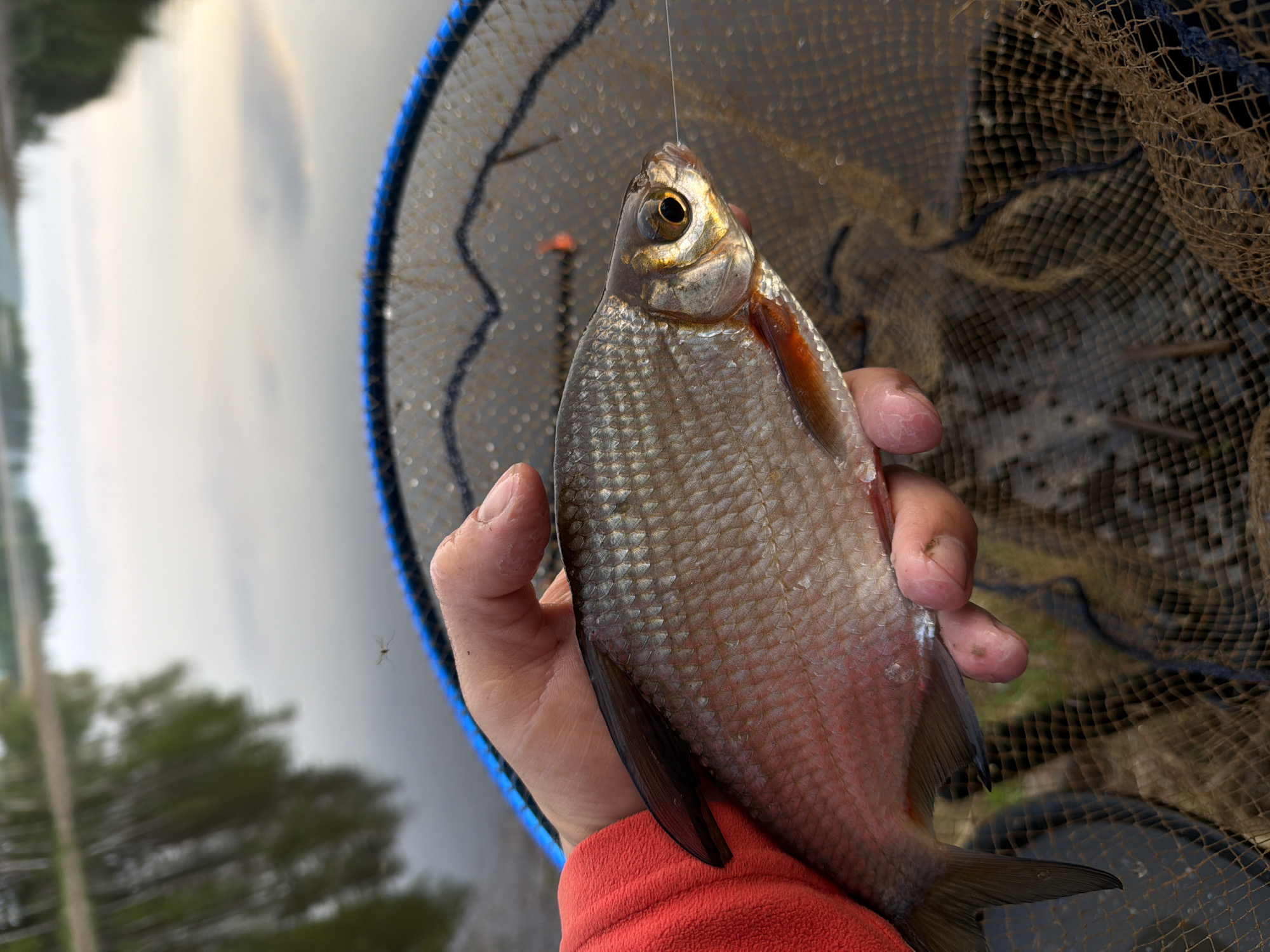 A close-up shot shows a hand holding a fish, presumably caught, against the backdrop of a fishing net and a blurred landscape. The fish is silver with a gold head and fins, and has a fishing line attached to its mouth. The hand is holding the fish firmly. A small insect is visible in the background next to the fishing net. The location of the city of Chaykovsky, Russia cannot be determined from the image alone.